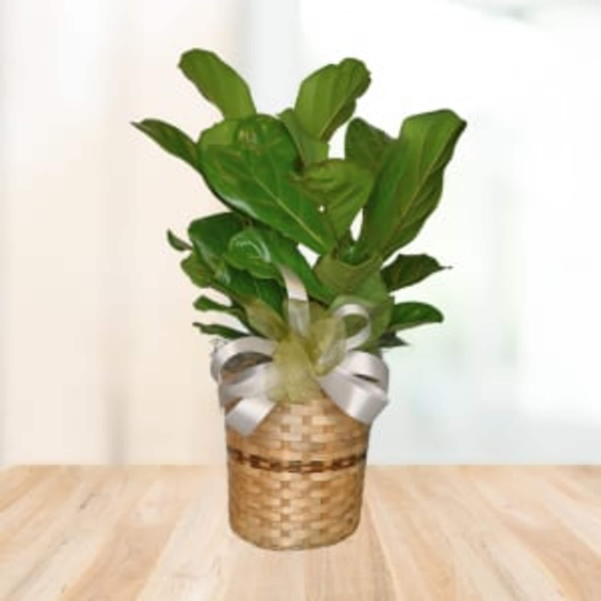 The broad green foliage and clean silhouette give the recipient an immediate