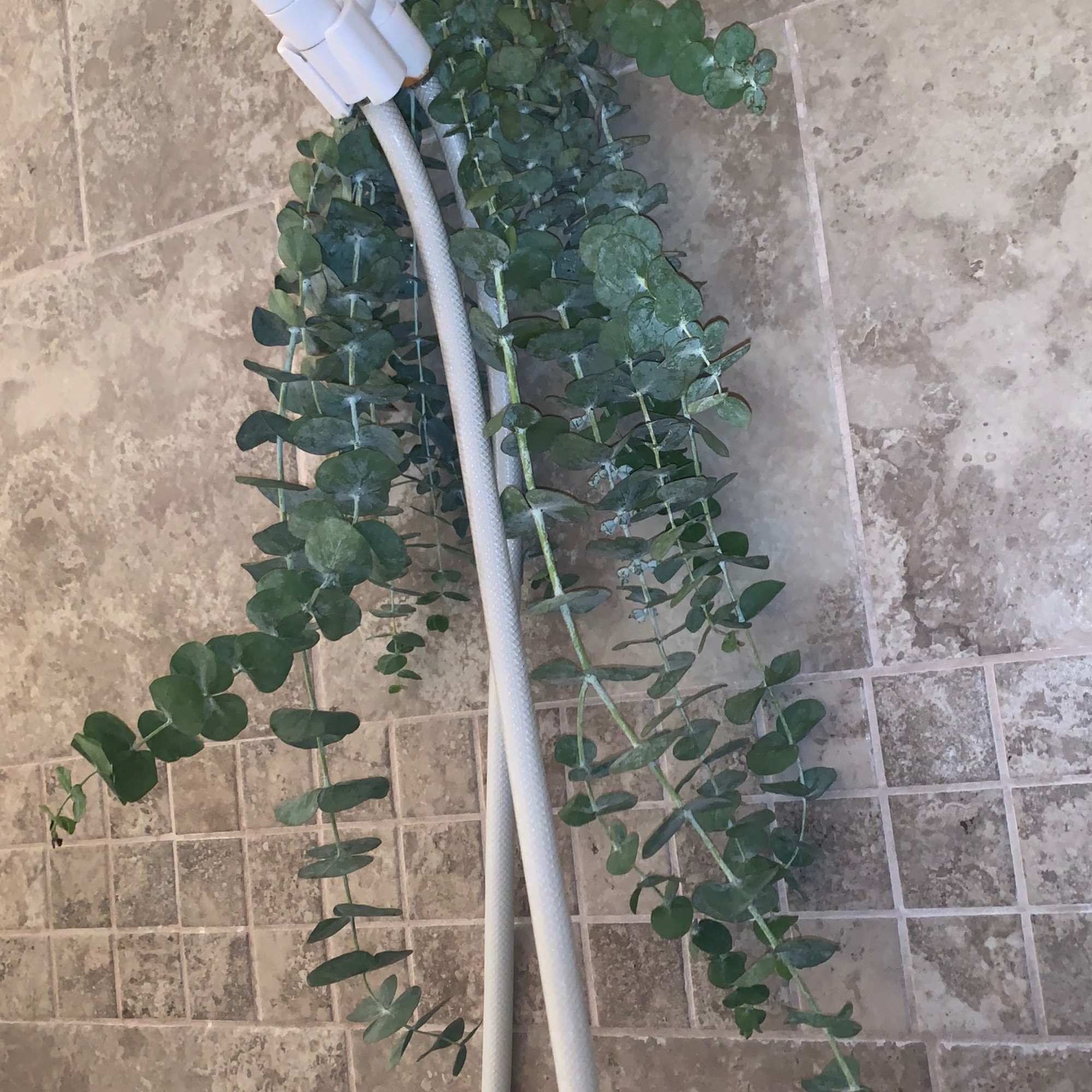 Bundle of eucalyptus hanging from a white shower head against stone tile