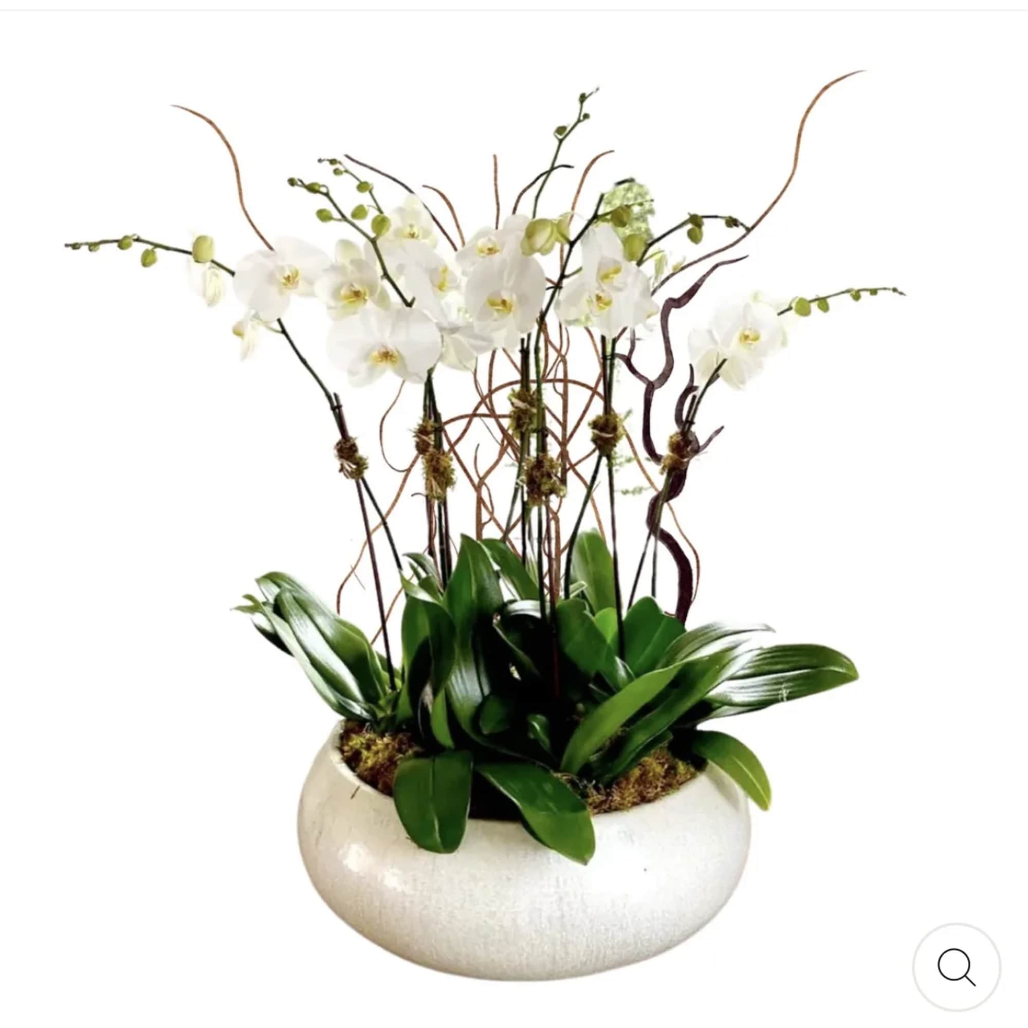 White orchids arranged in a low round planter with broad green leaves