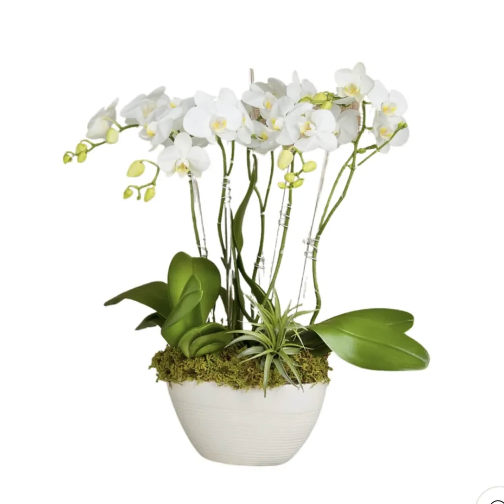 White orchid plant in a white ceramic pot with moss