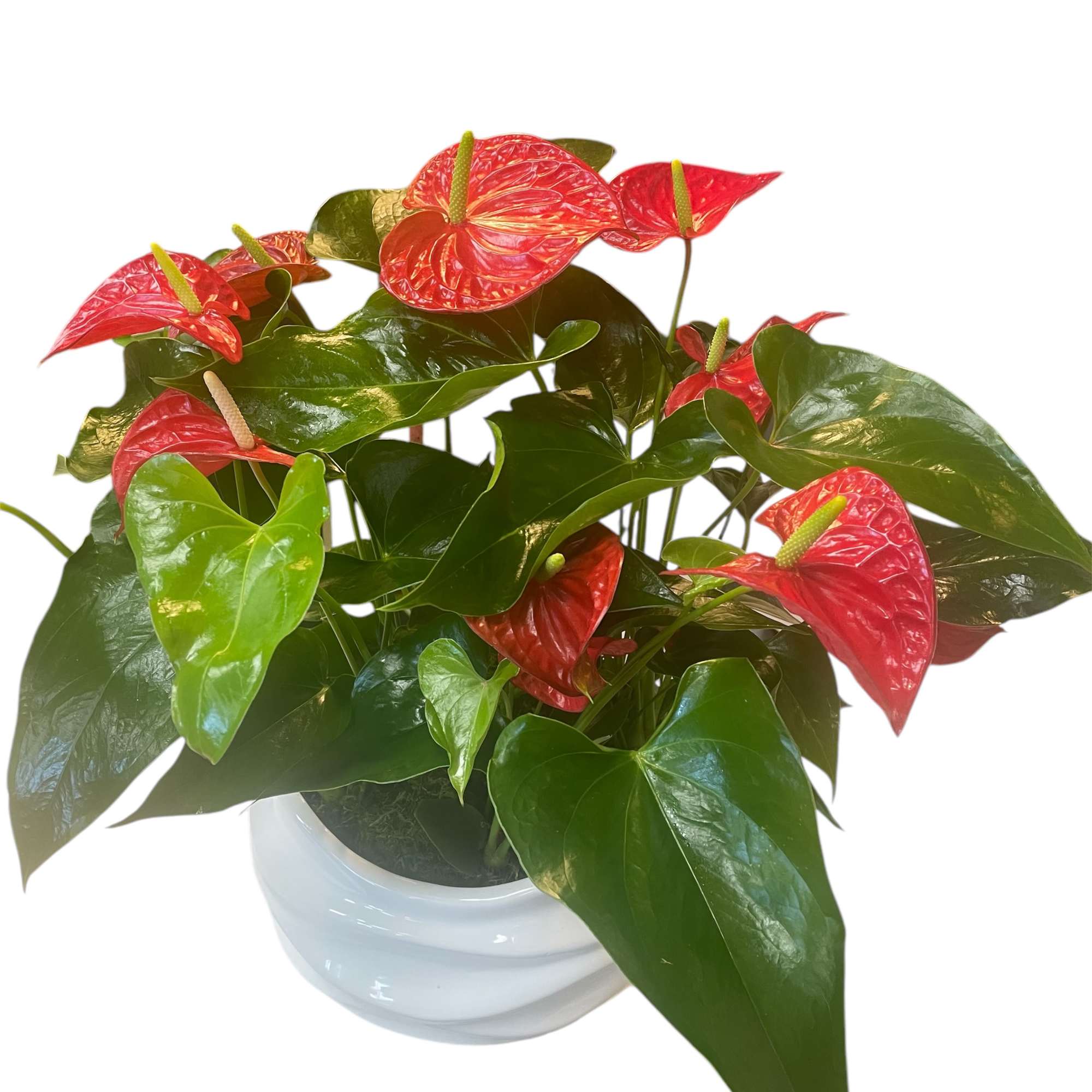 Potted anthurium plant with red blooms in a white ceramic pot, photo 2 of 2
