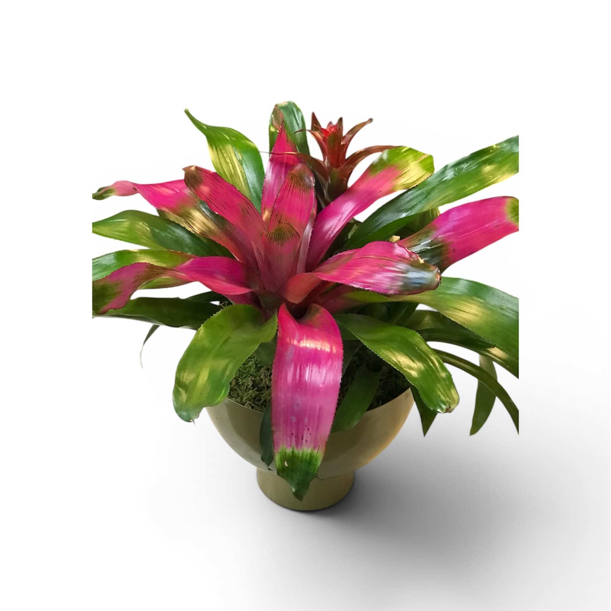 Bromeliad Garden Plant Ceramic 10in, photo 2 of 2
