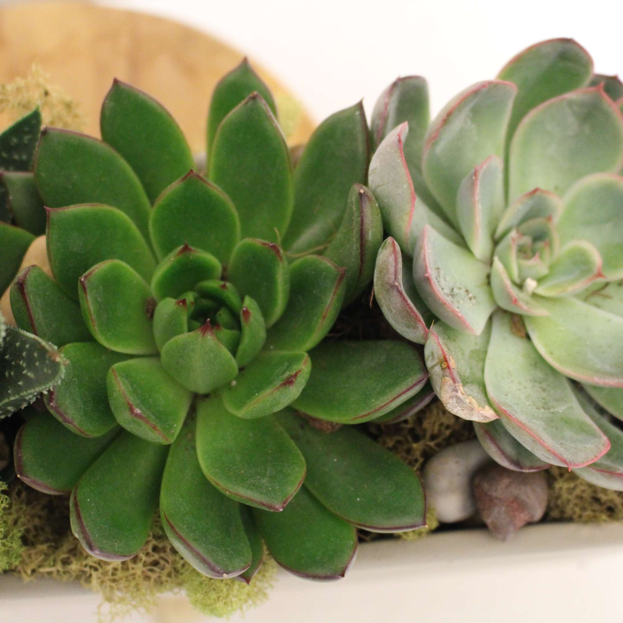 Inspired by the natural elegance of the desert, this gorgeous succulent garden, photo 2 of 2
