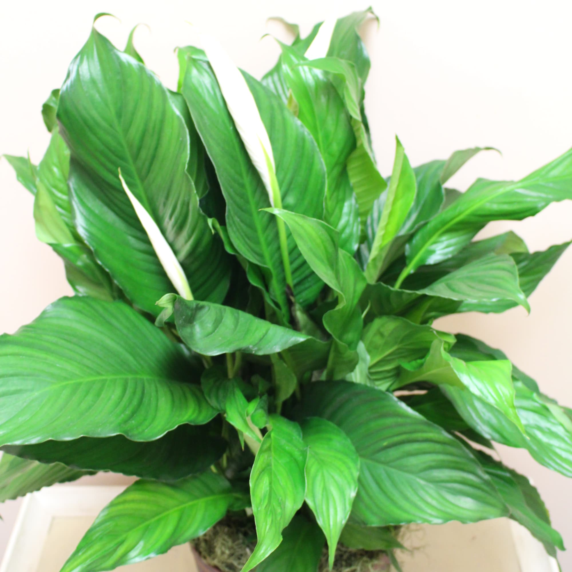 Potted green houseplant with broad glossy leaves