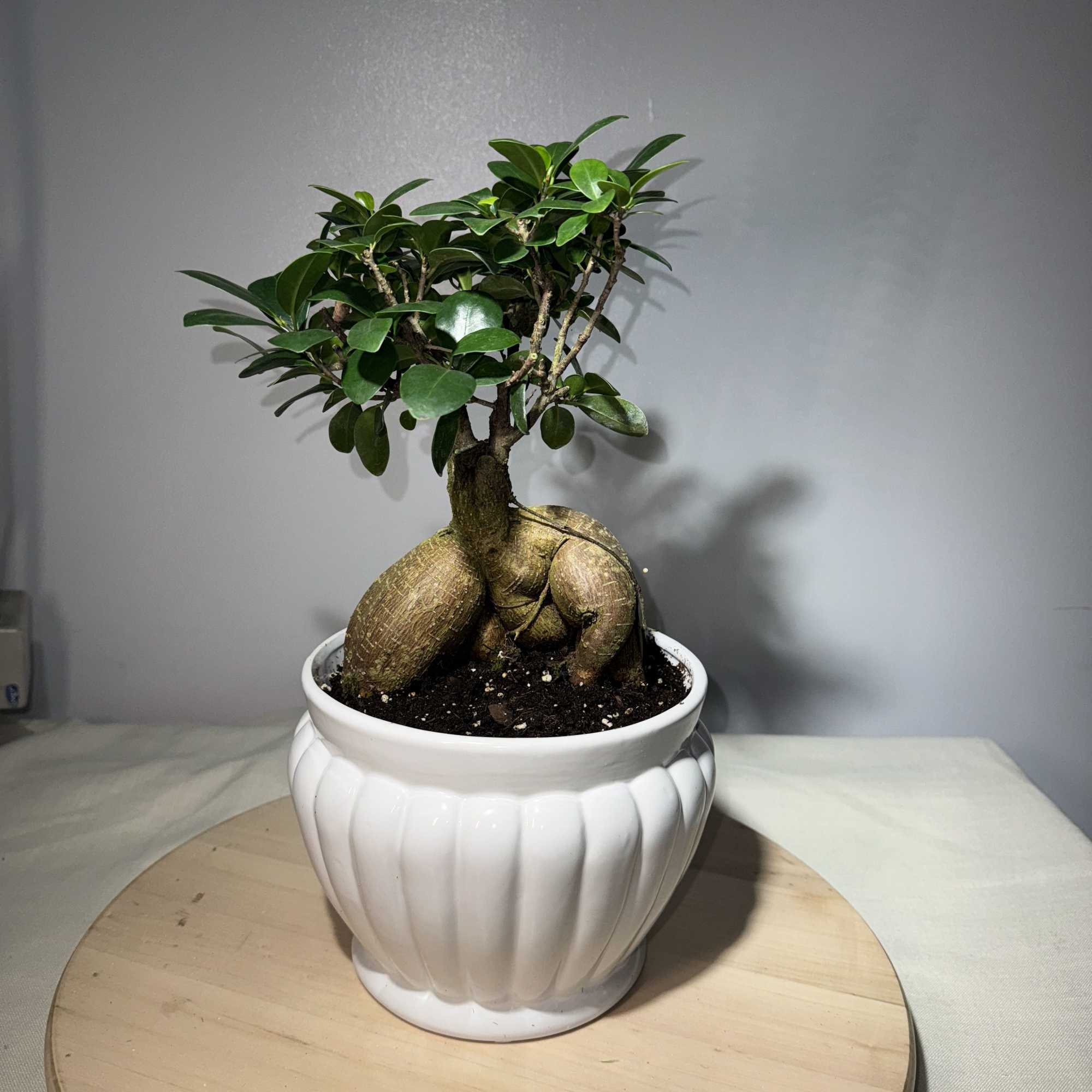 Potted bonsai-style plant in a white ceramic planter