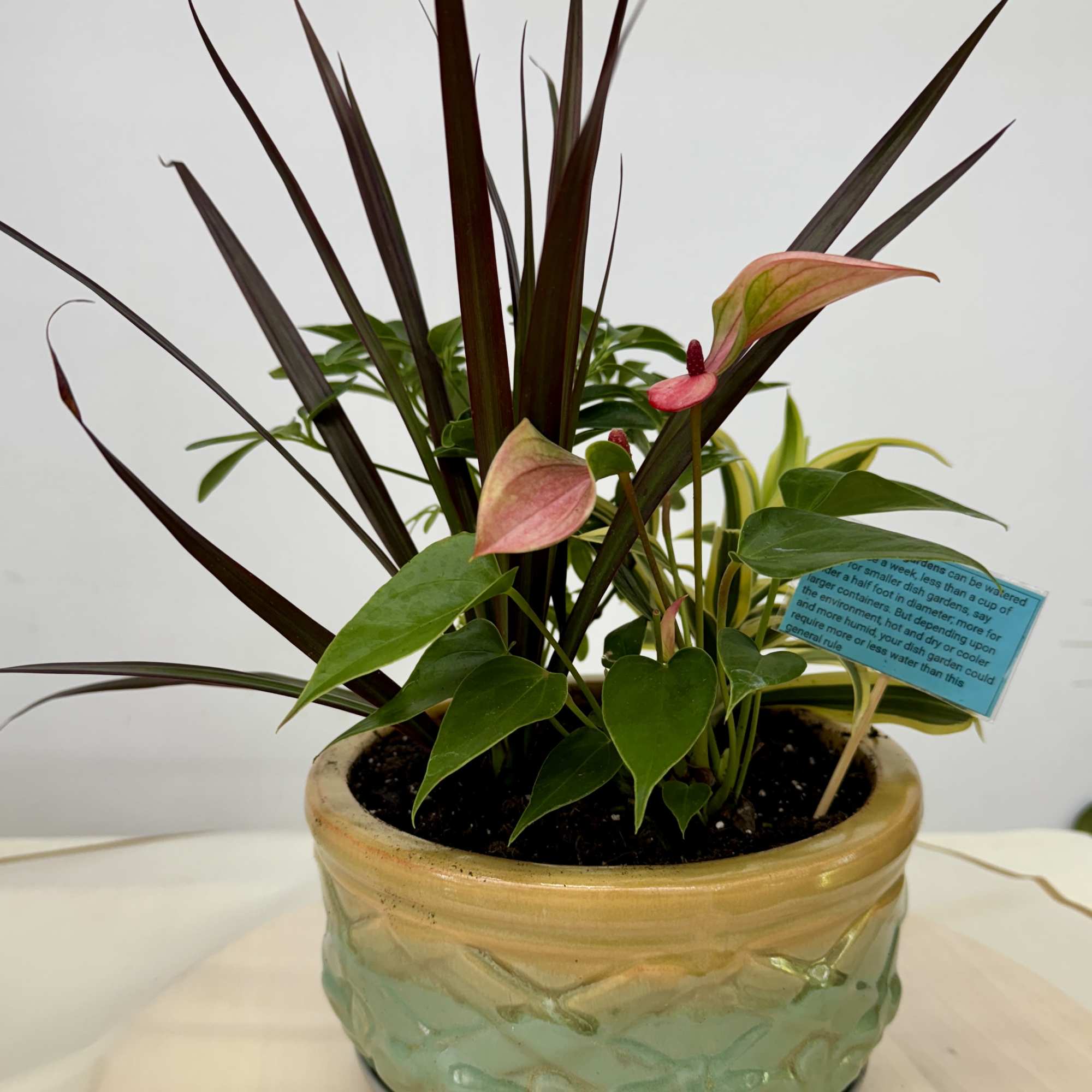 Lush dish garden is full of lively green plants that are artfully