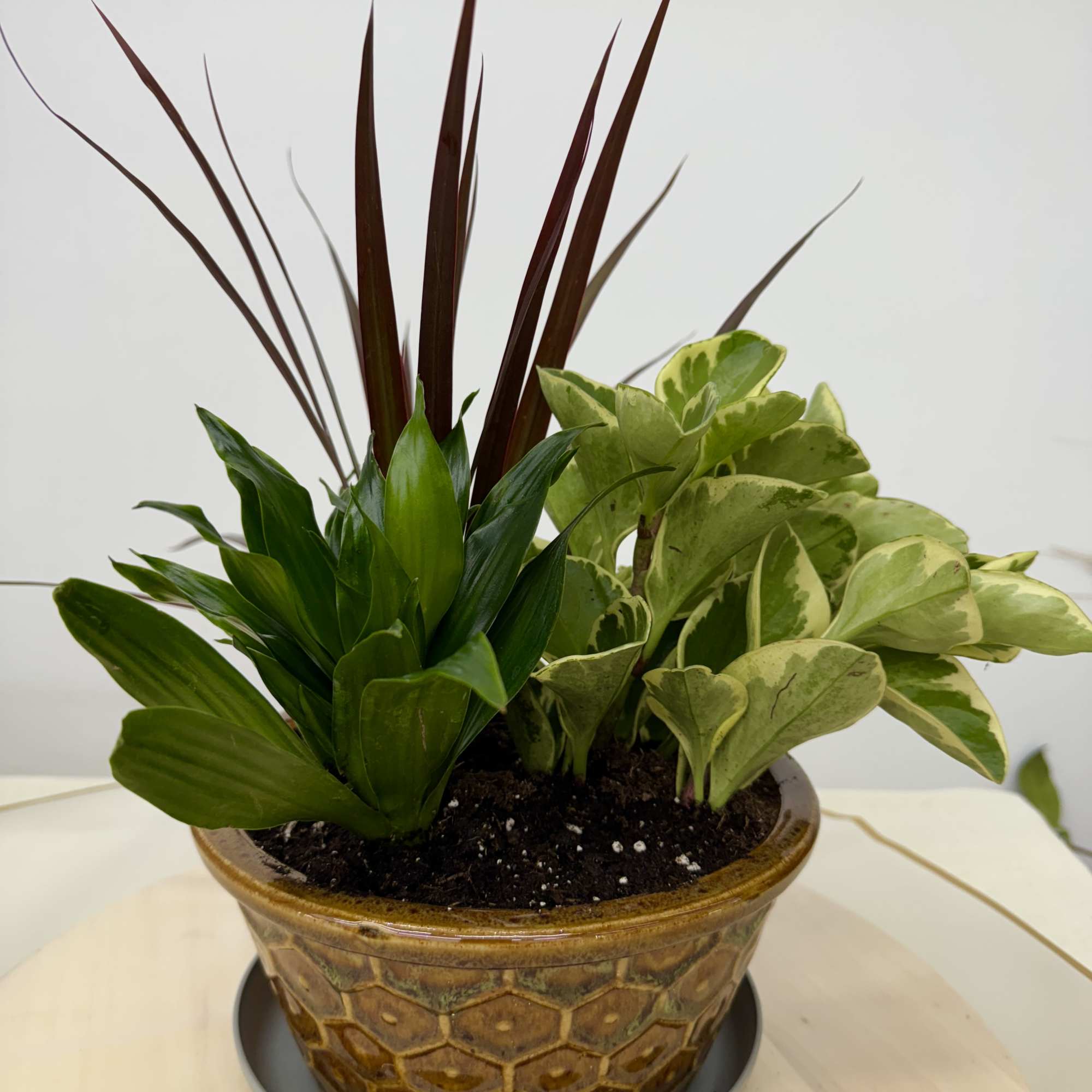Lush dish garden is full of lively green plants that are artfully, photo 2 of 2