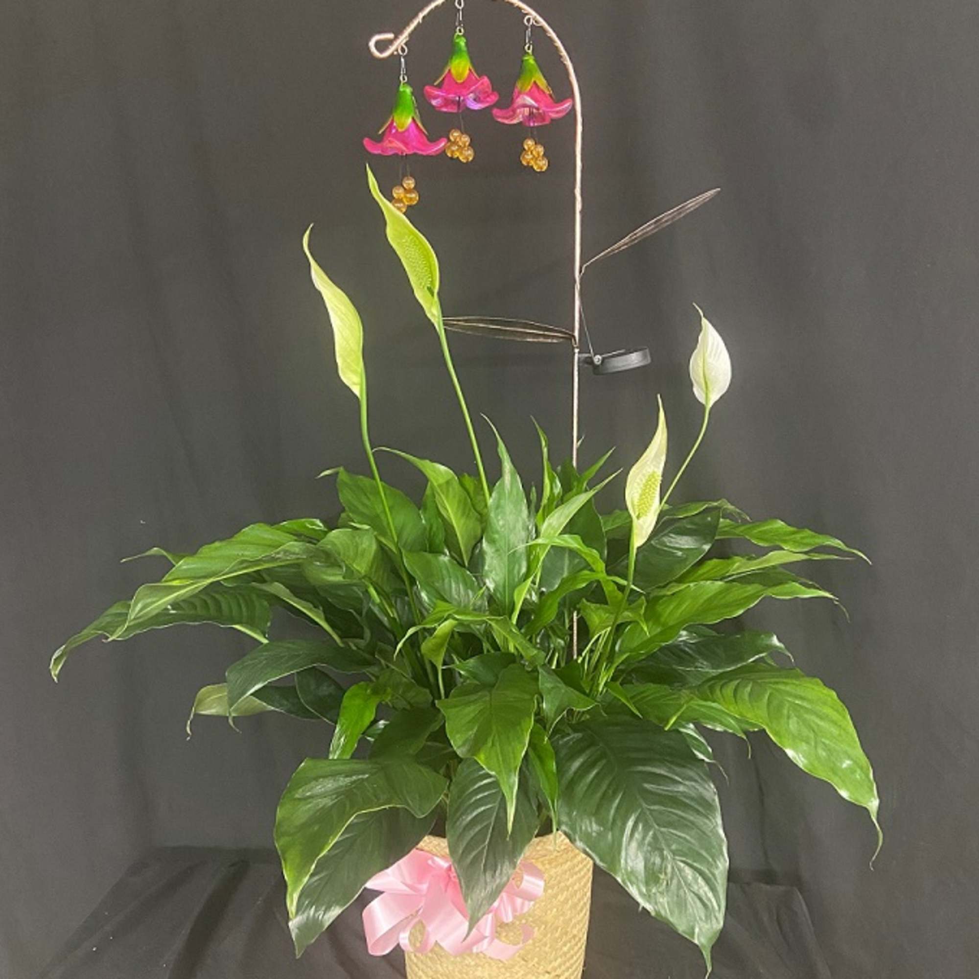 Potted peace lily with white blooms and a pink ribbon