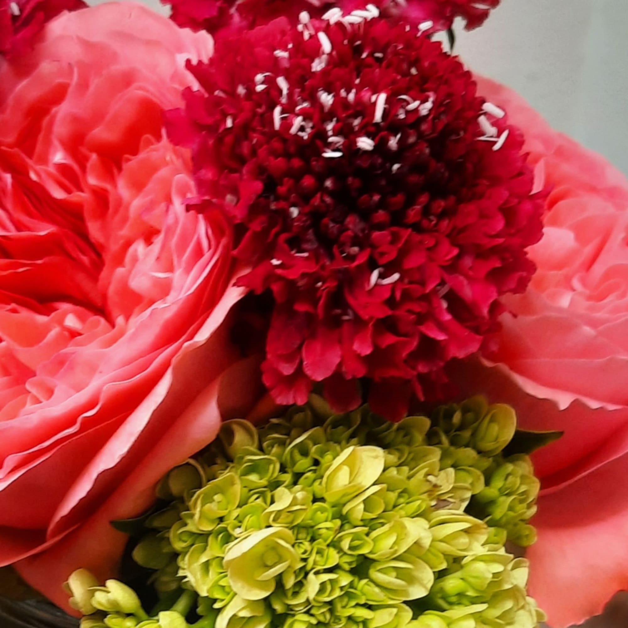 Close-up of pink and red flowers with a green bloom