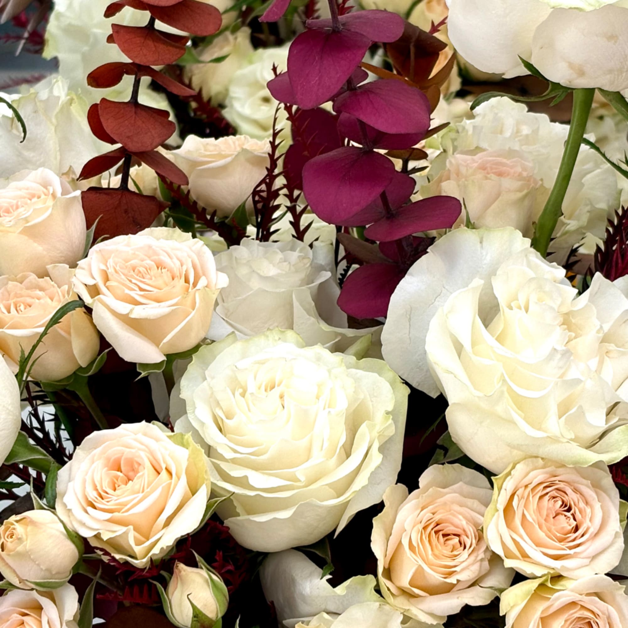 Close-up of cream and blush roses with deep magenta foliage accents