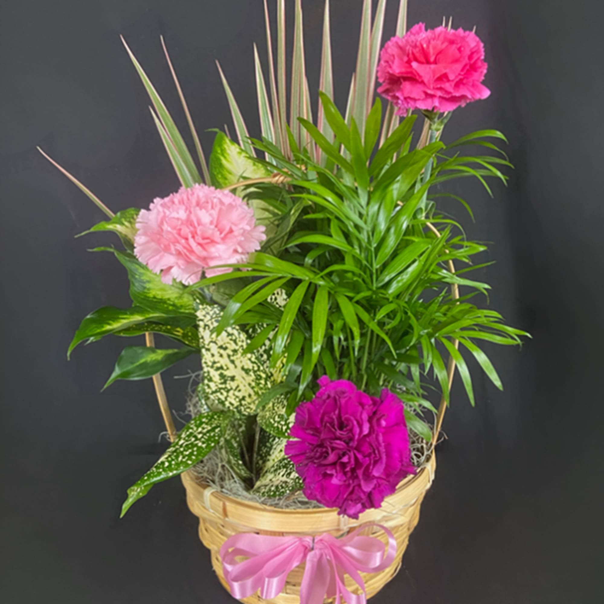 Basket planter with pink carnations and assorted green plants tied with a pink ribbon bow