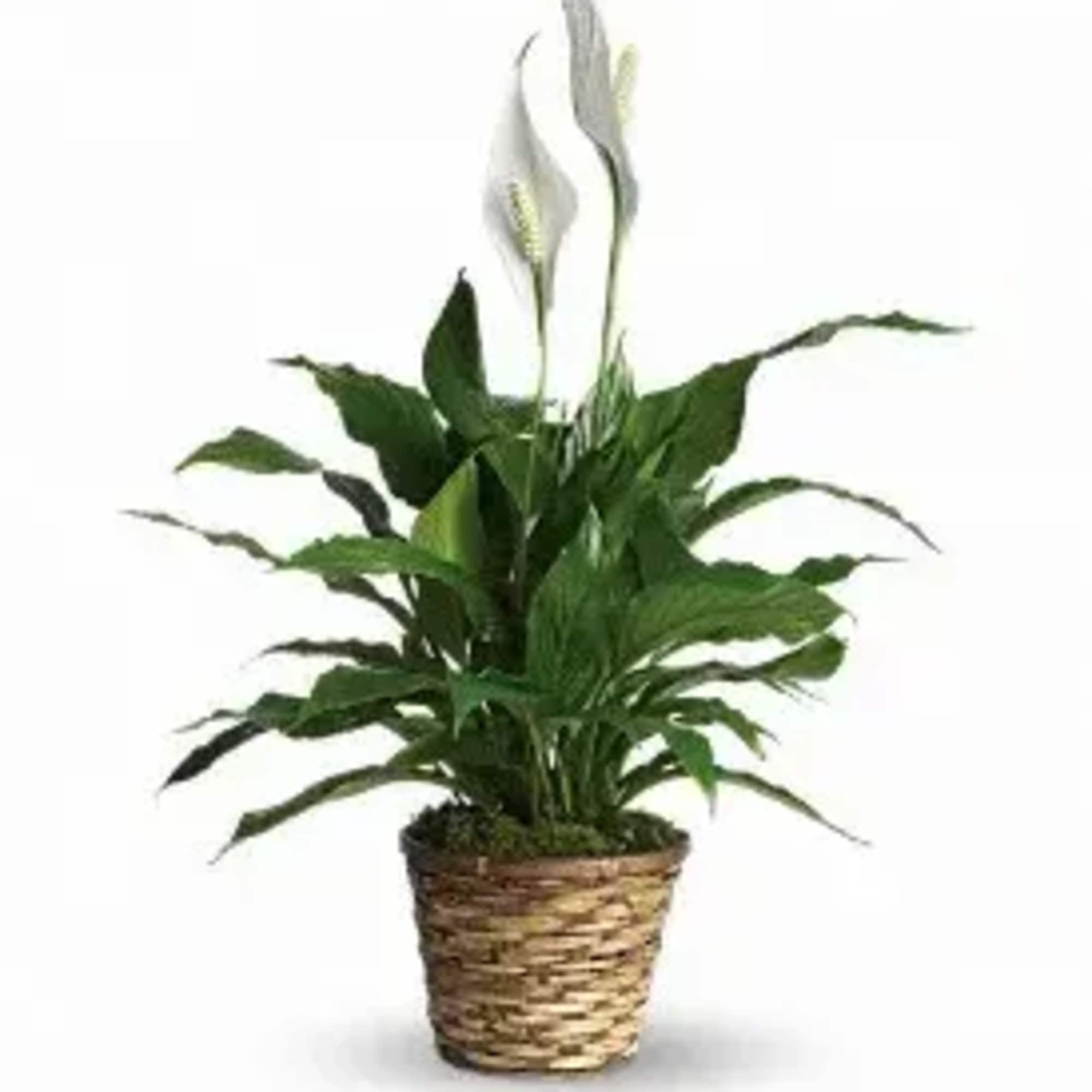 A beautiful blooming plant that is suitable for their home or office