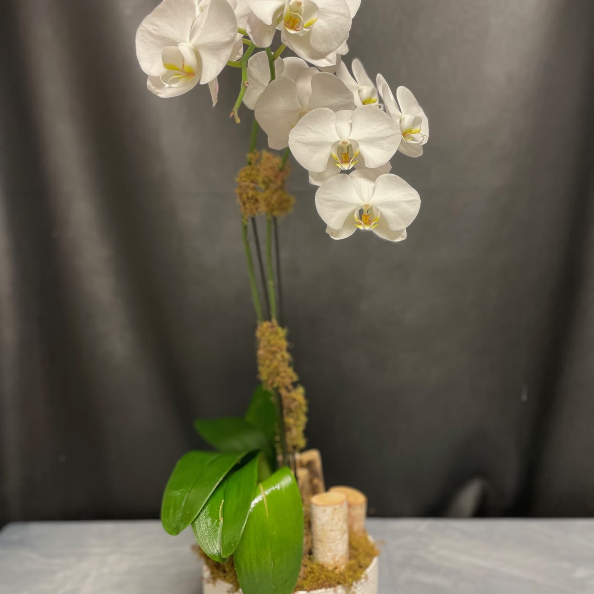 A beautiful white double stems orchid in a beautiful modern white ceramic