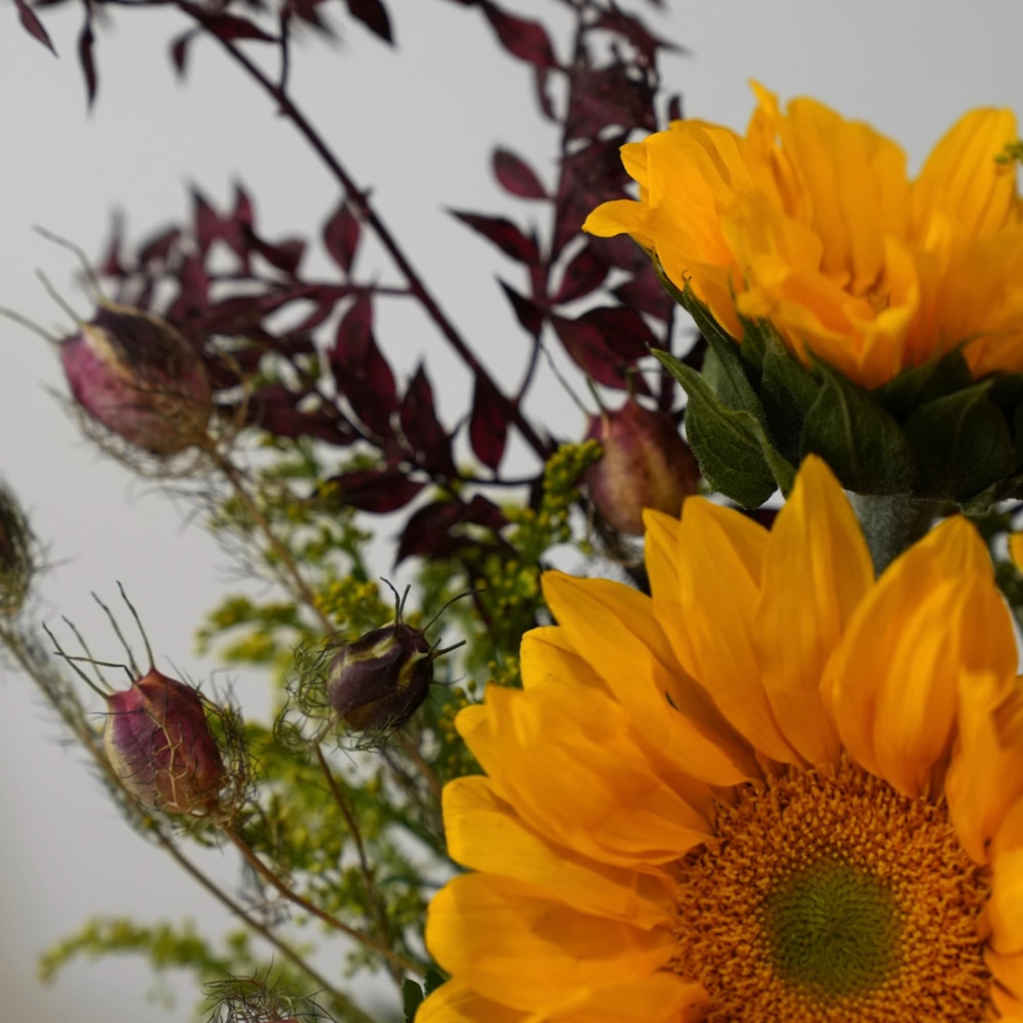 Yellow sunflowers with dark burgundy foliage and seed pods