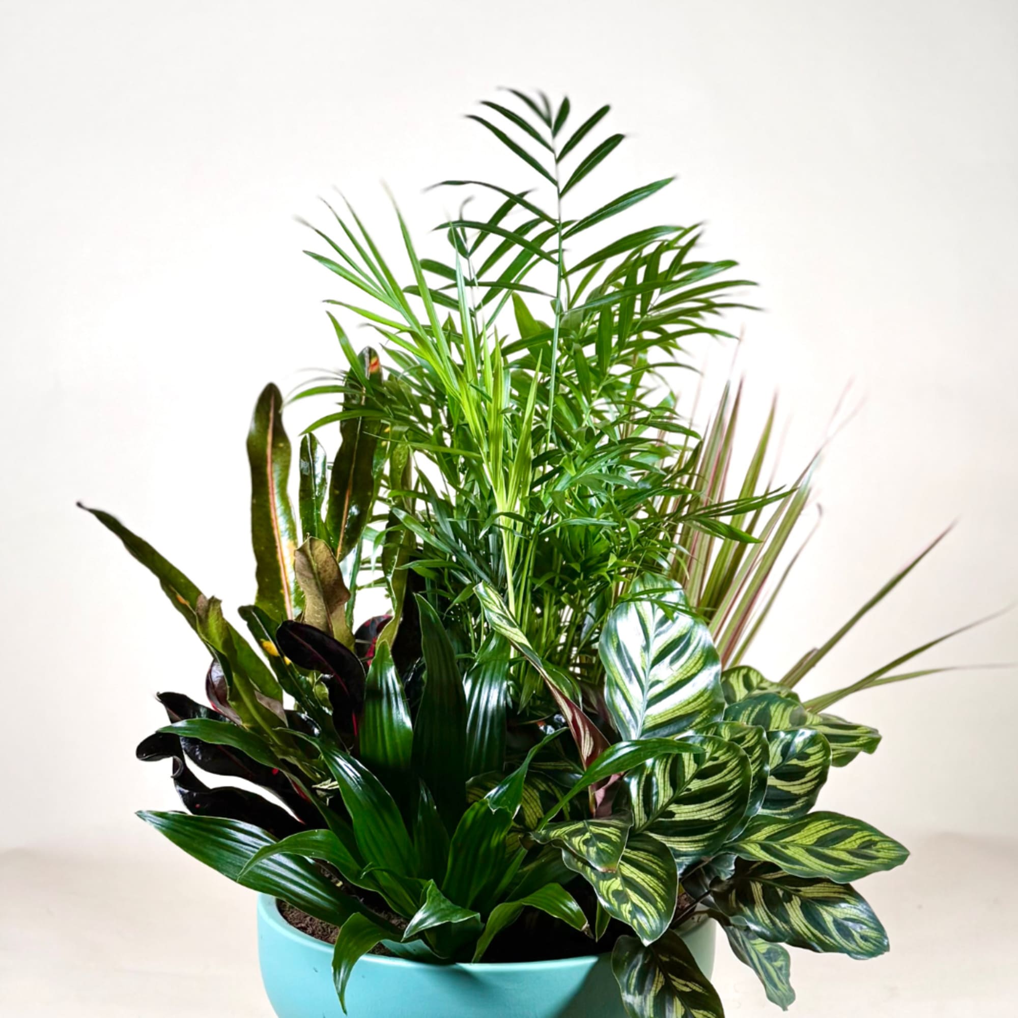 Assorted houseplants arranged in a low turquoise ceramic bowl planter