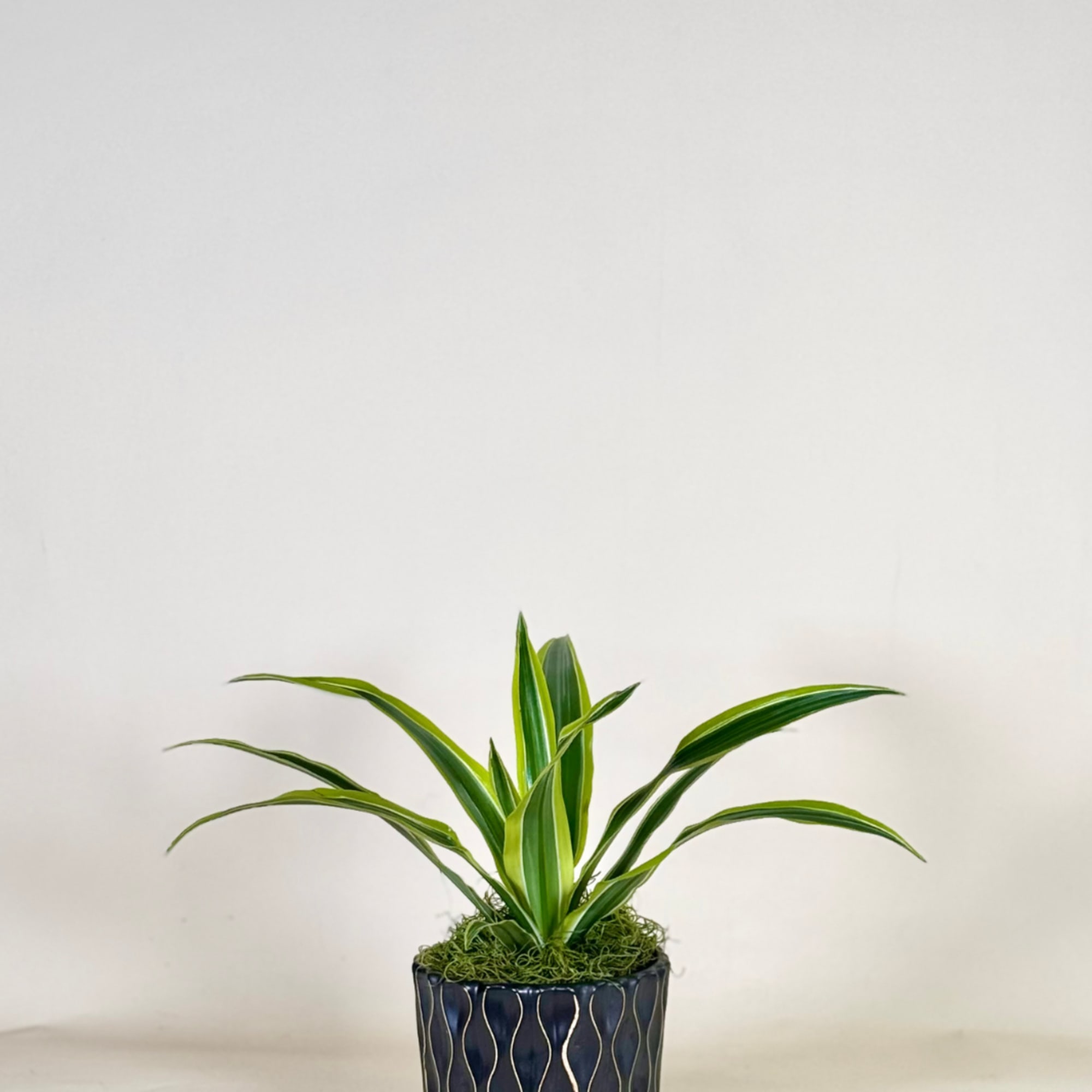 Potted green plant in a dark decorative container
