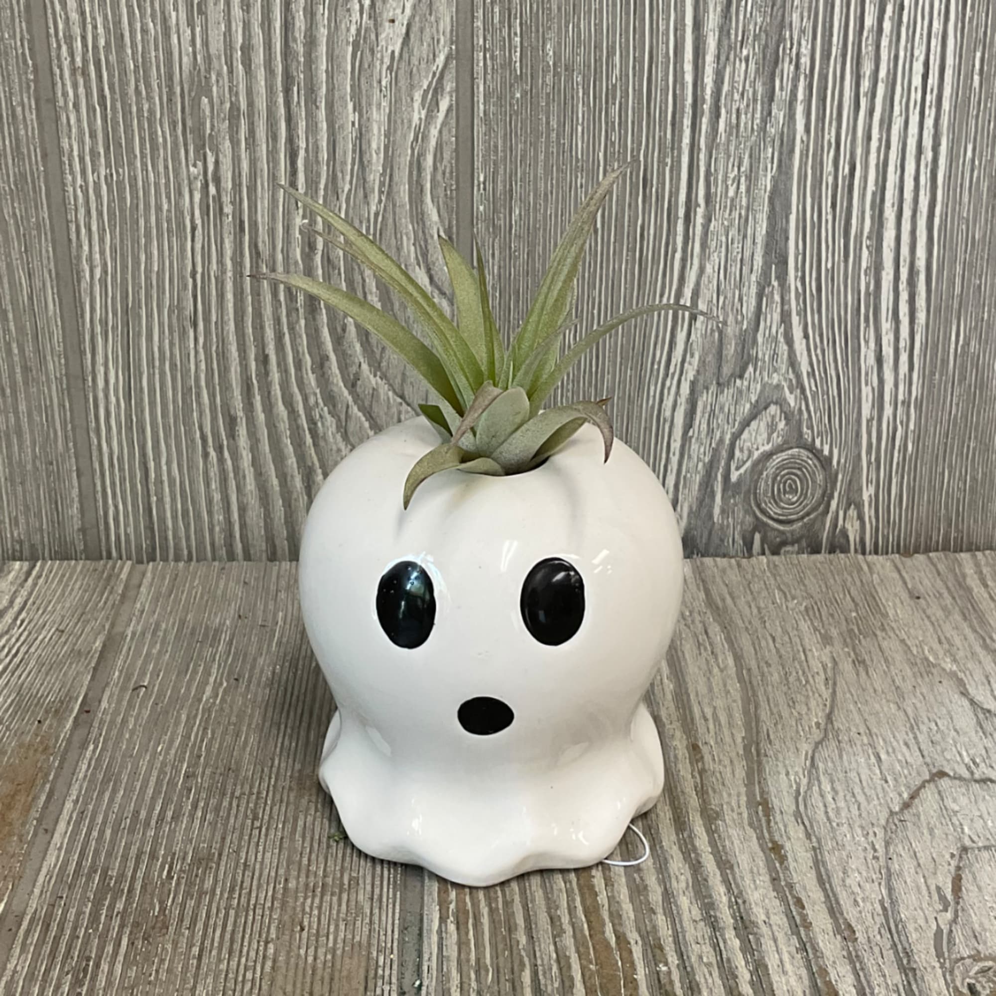 Air plant in a white ghost-shaped ceramic planter