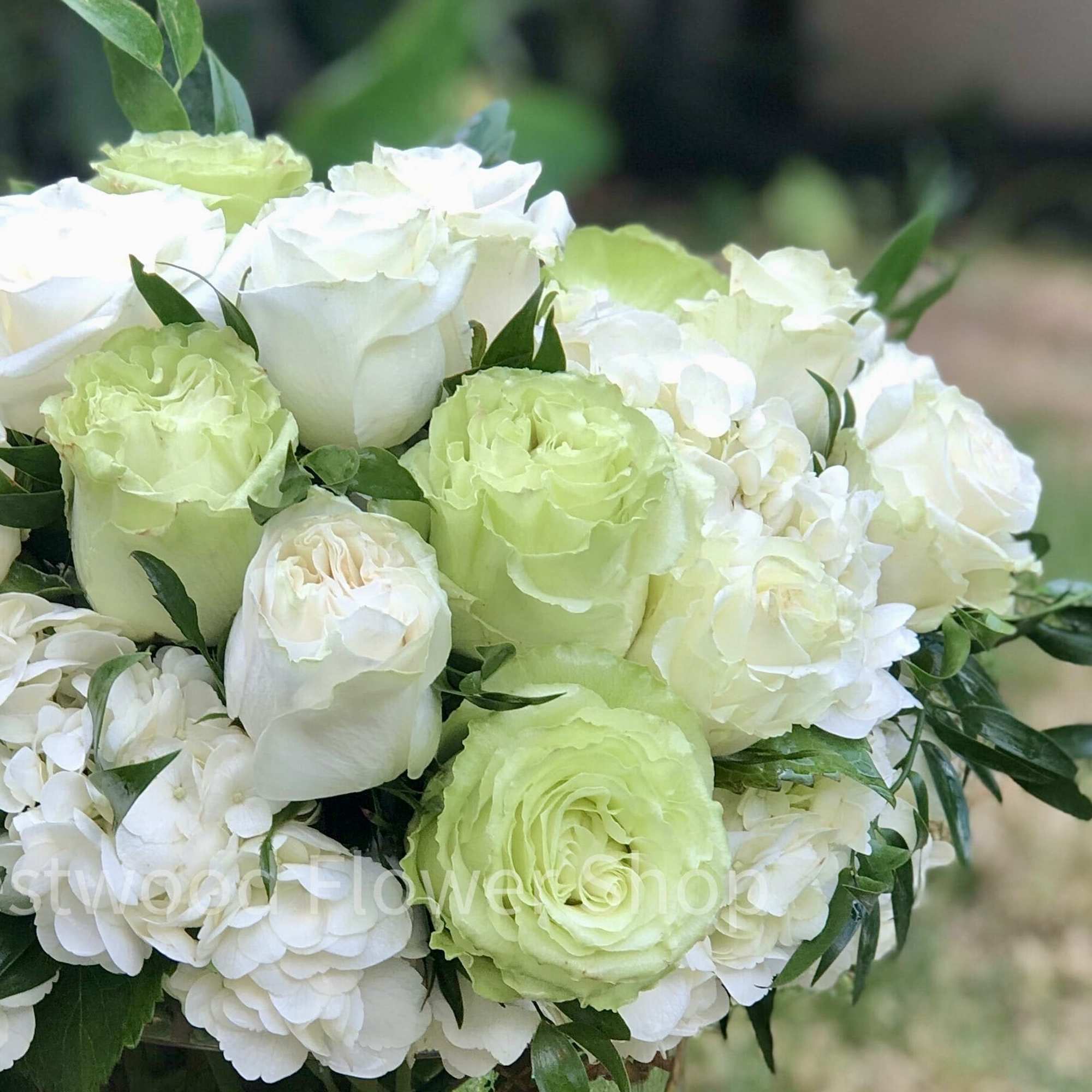 White and pale green roses in a bouquet with white hydrangeas