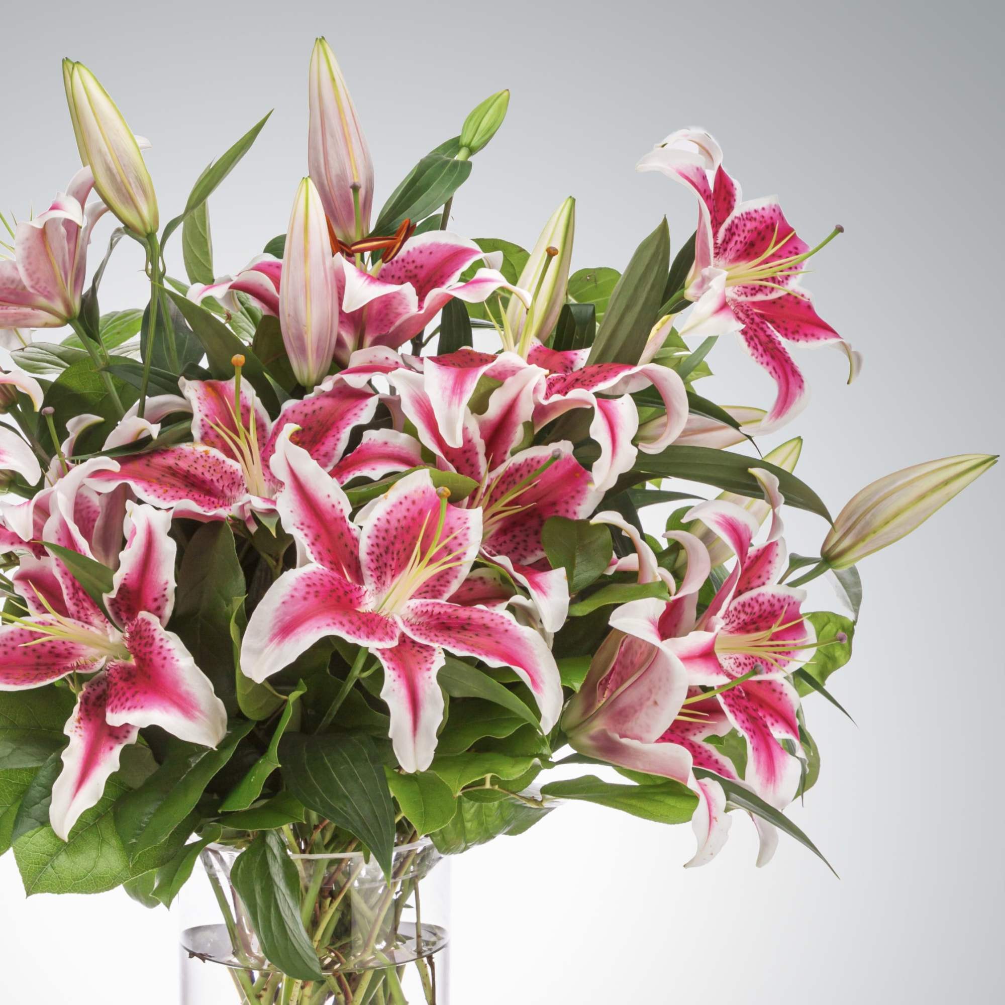 Pink lilies stand for love, admiration, compassion, and femininity! Anyone in mind?, photo 2 of 2
