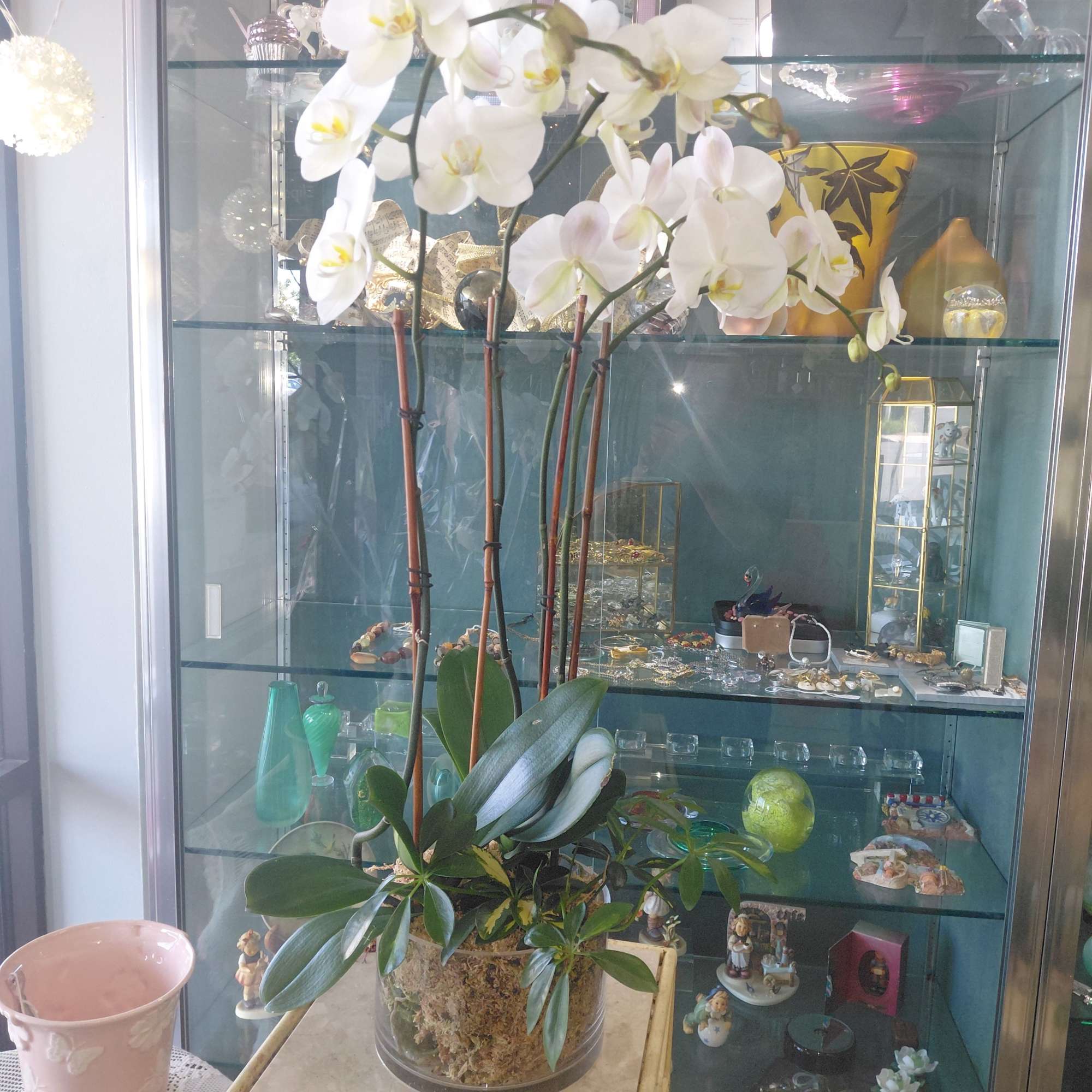  Double Phalaenopsis  Plant, more than just a plant, they represent, photo 2 of 2