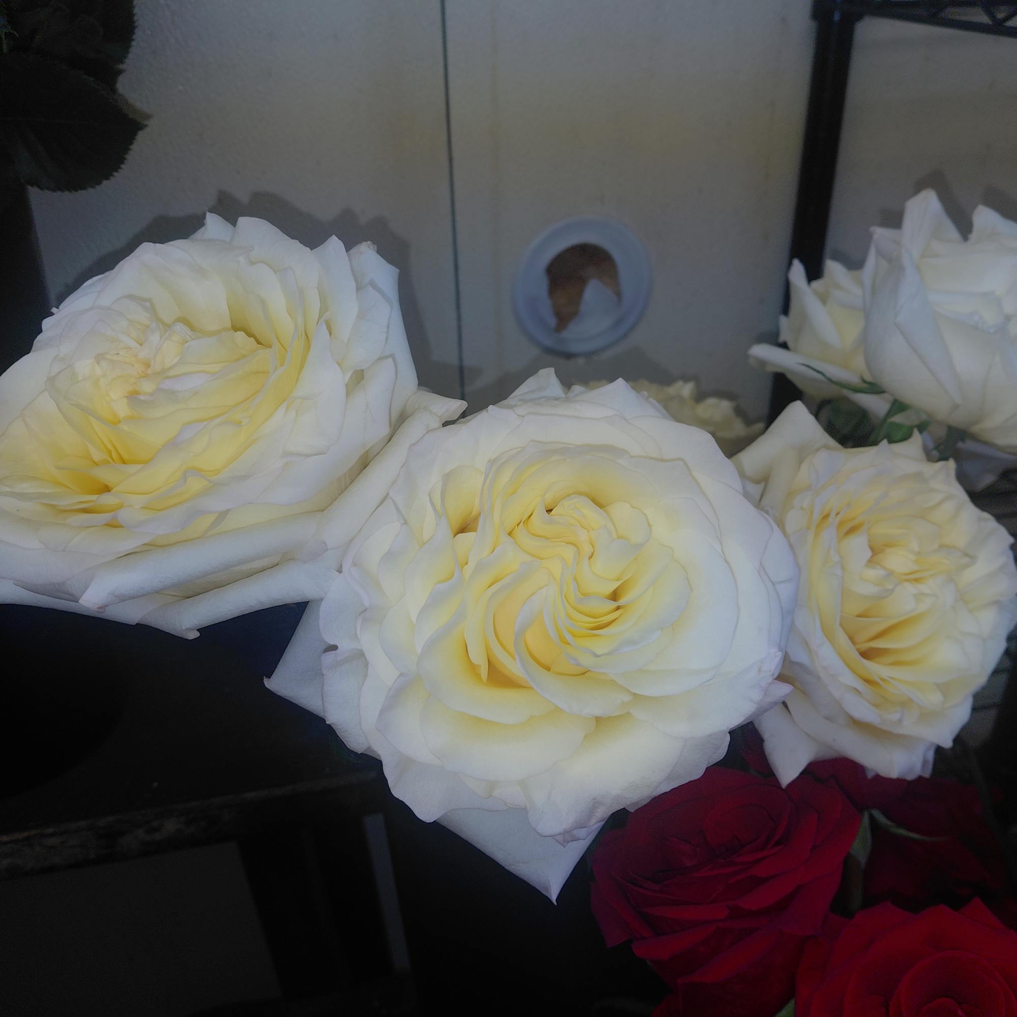White roses with pale yellow centers and red roses in the background