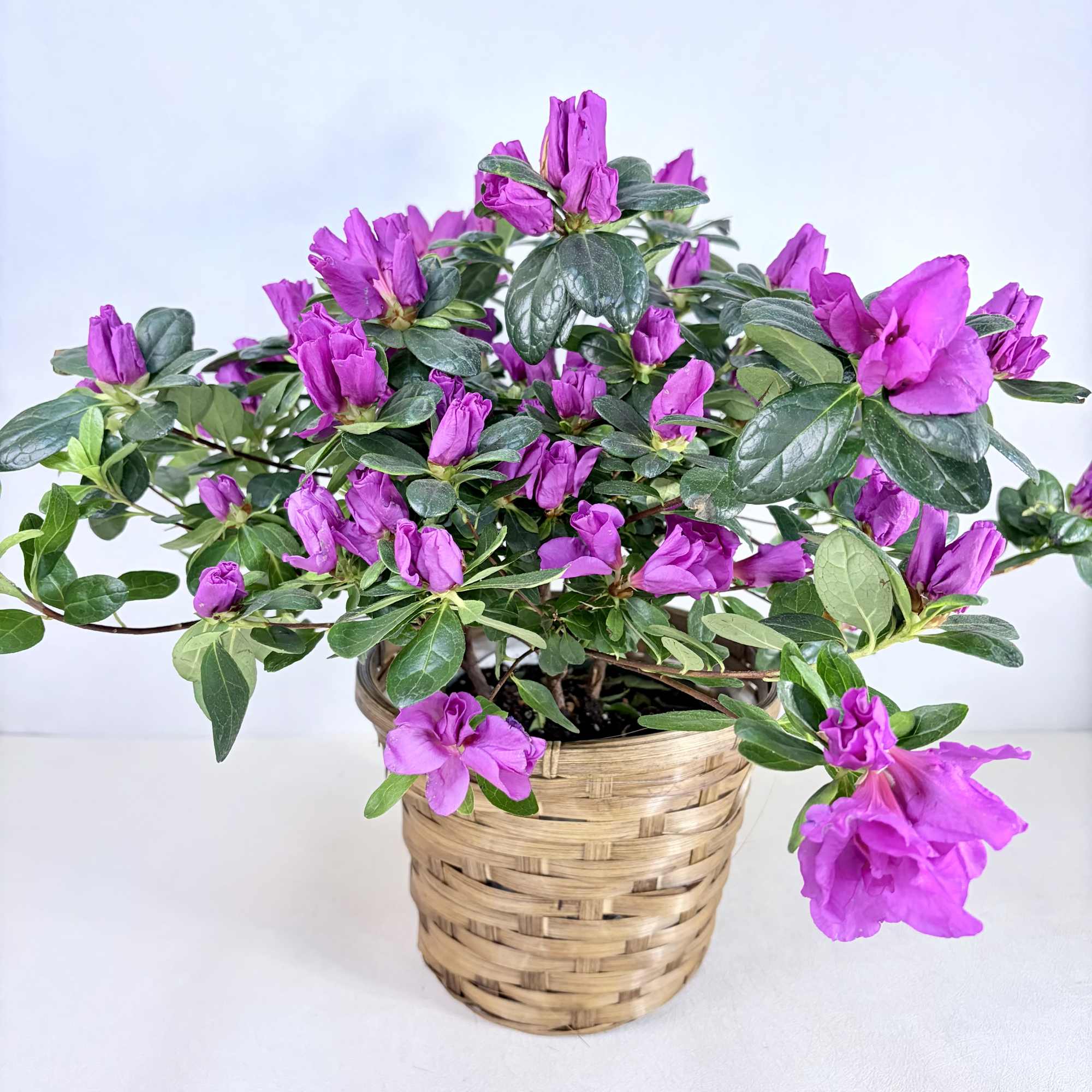 A seasonal azalea plant in bloom. Colors vary day to day and