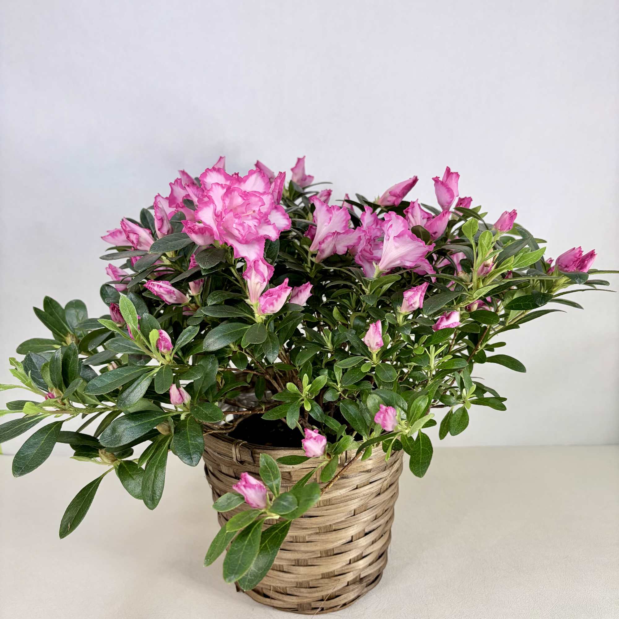 A seasonal azalea plant in bloom. Colors vary day to day and, photo 2 of 3