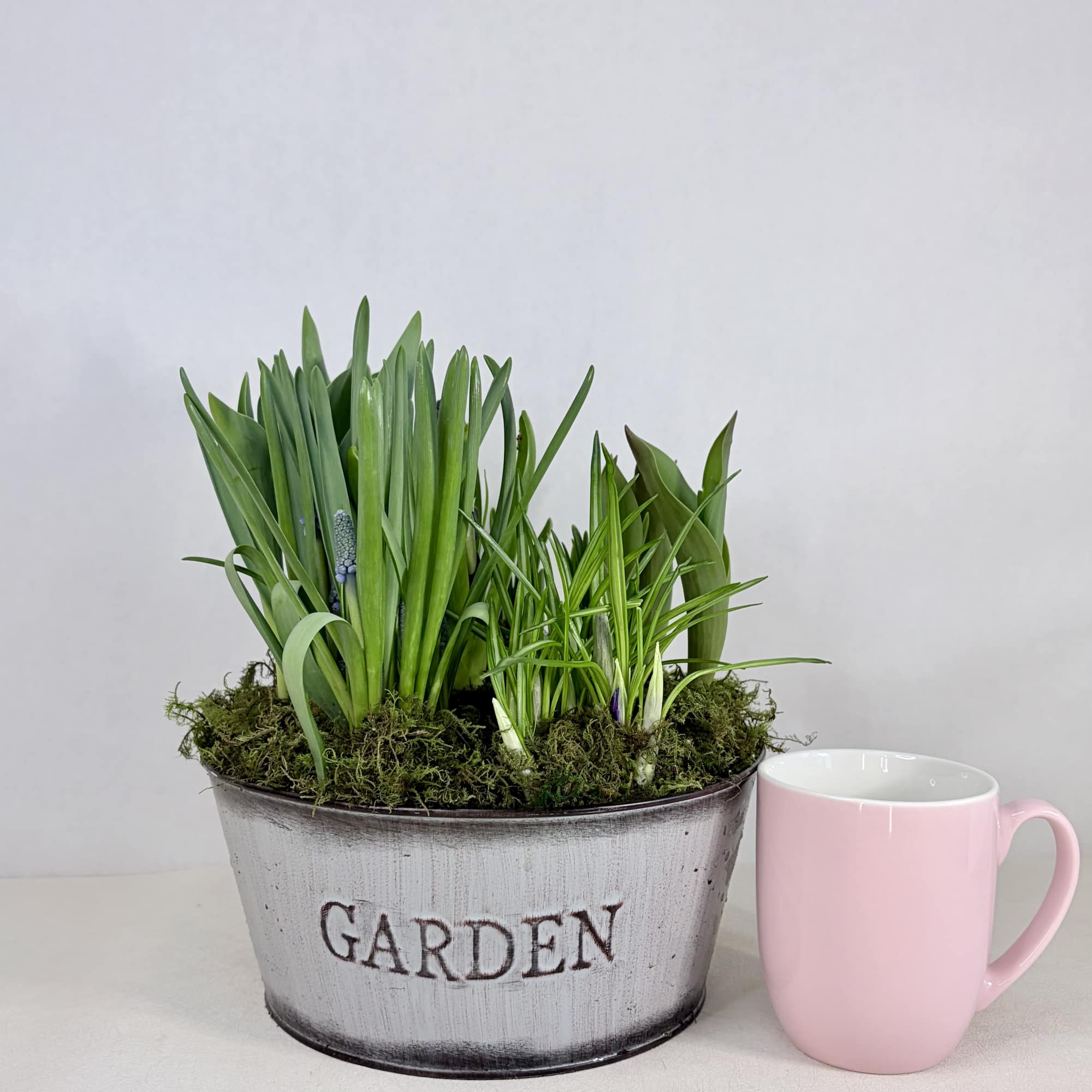 A seasonal bulb garden celebrating spring. Available for a limited time. Each, photo 2 of 3