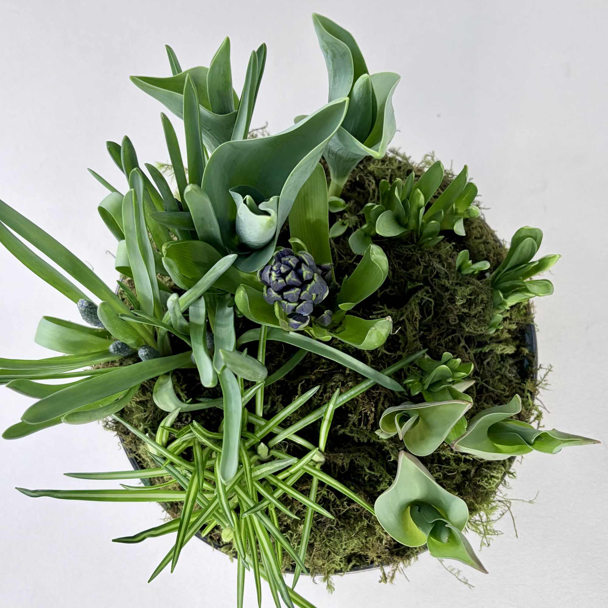 A seasonal bulb garden celebrating spring. Available for a limited time. Each, photo 3 of 3