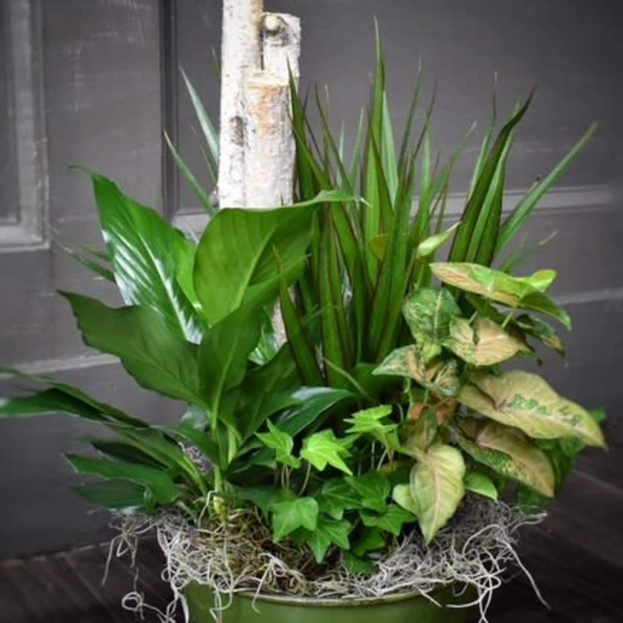 Potted arrangement of assorted green houseplants in a round green container