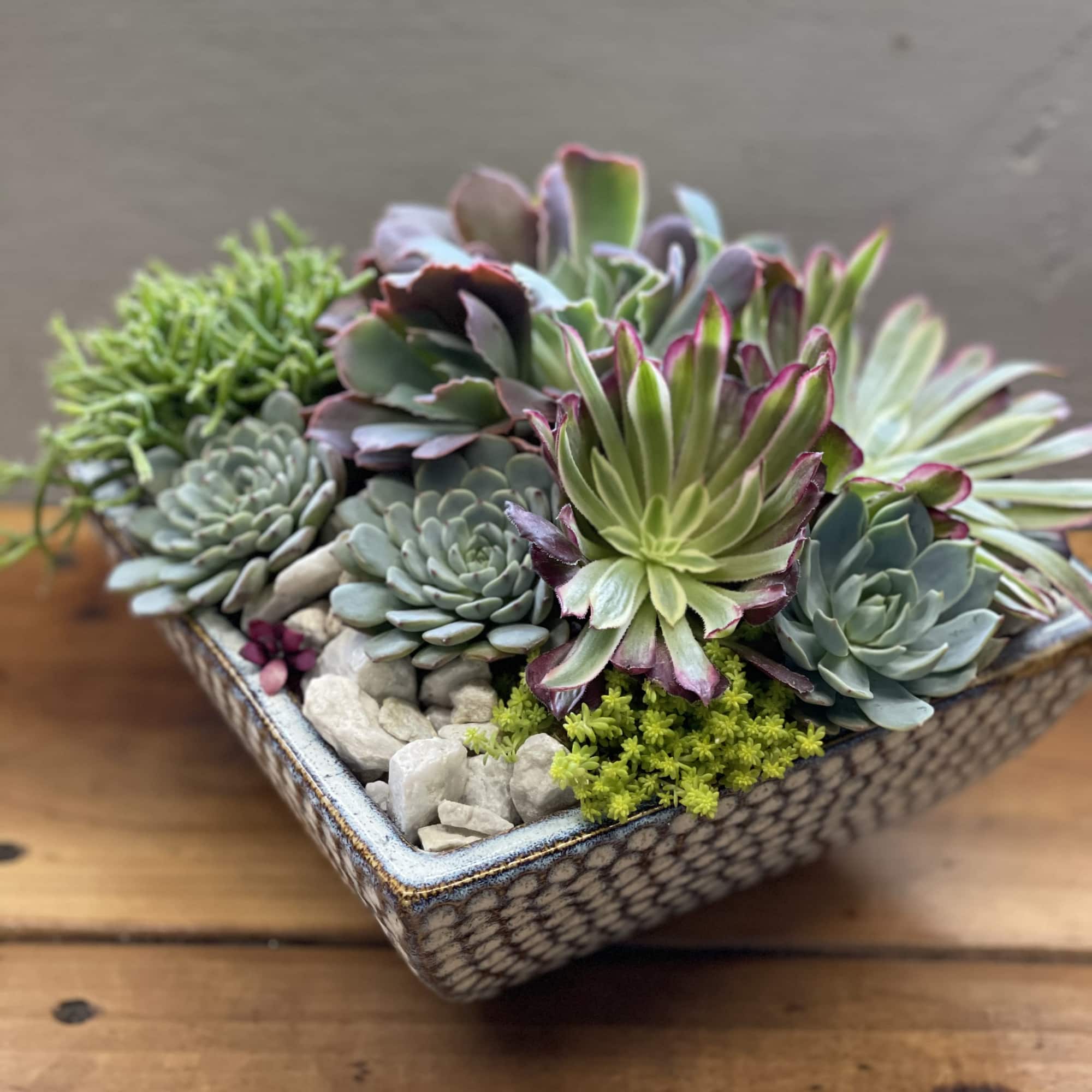 Succulent arrangement in a square ceramic planter with decorative stones
