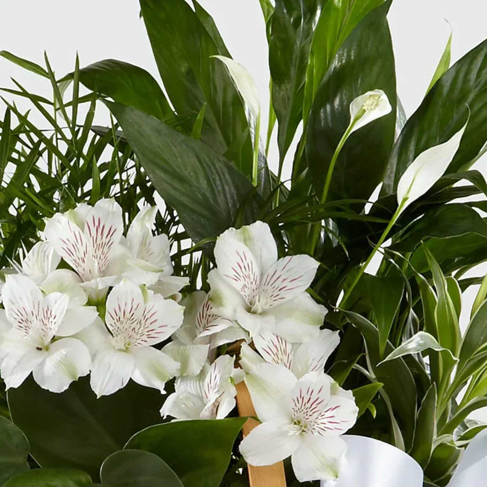 The Peace &amp; Serenity Dishgarden is a gorgeous way to convey your, photo 2 of 2