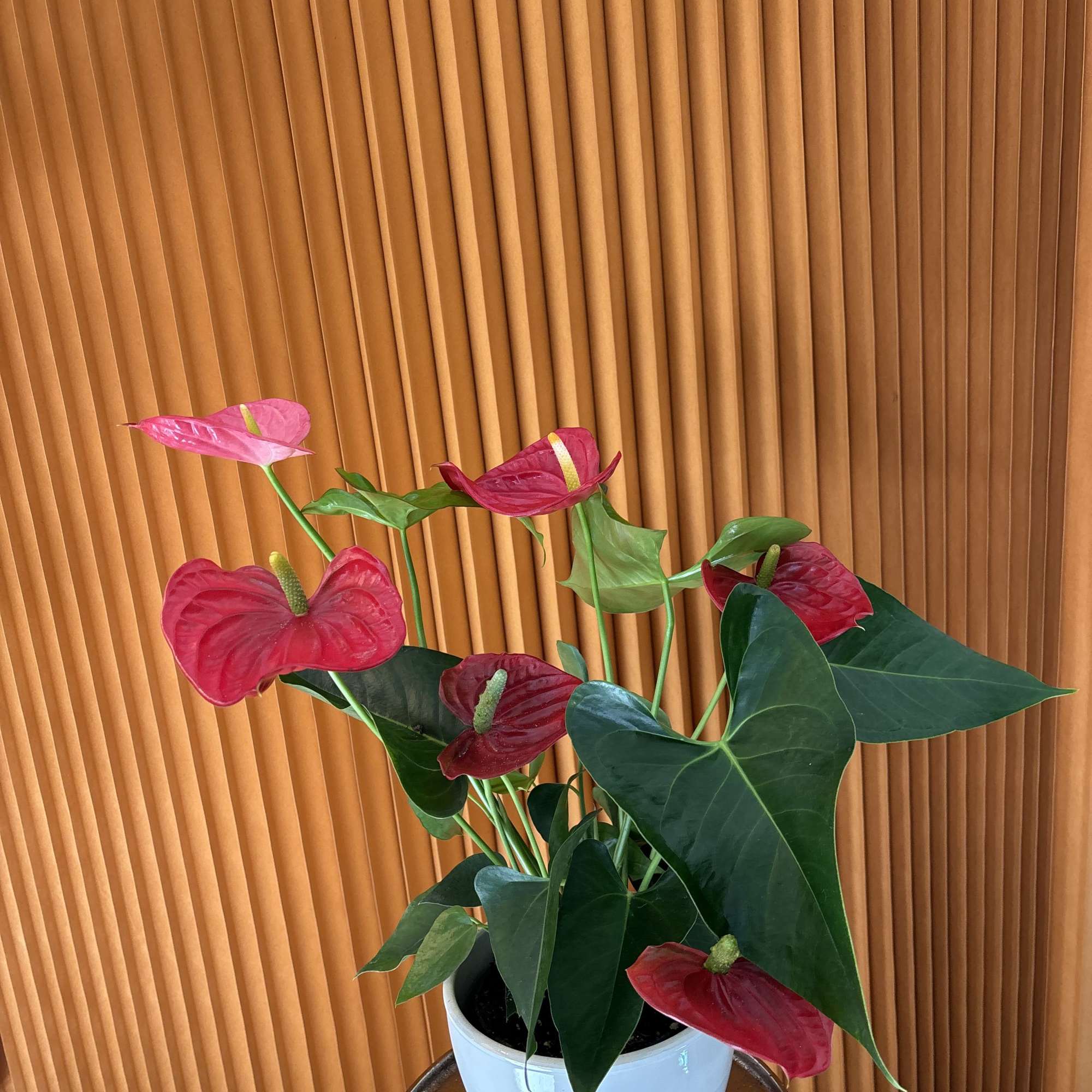 Potted anthurium plant with red blooms in a white pot, photo 2 of 2