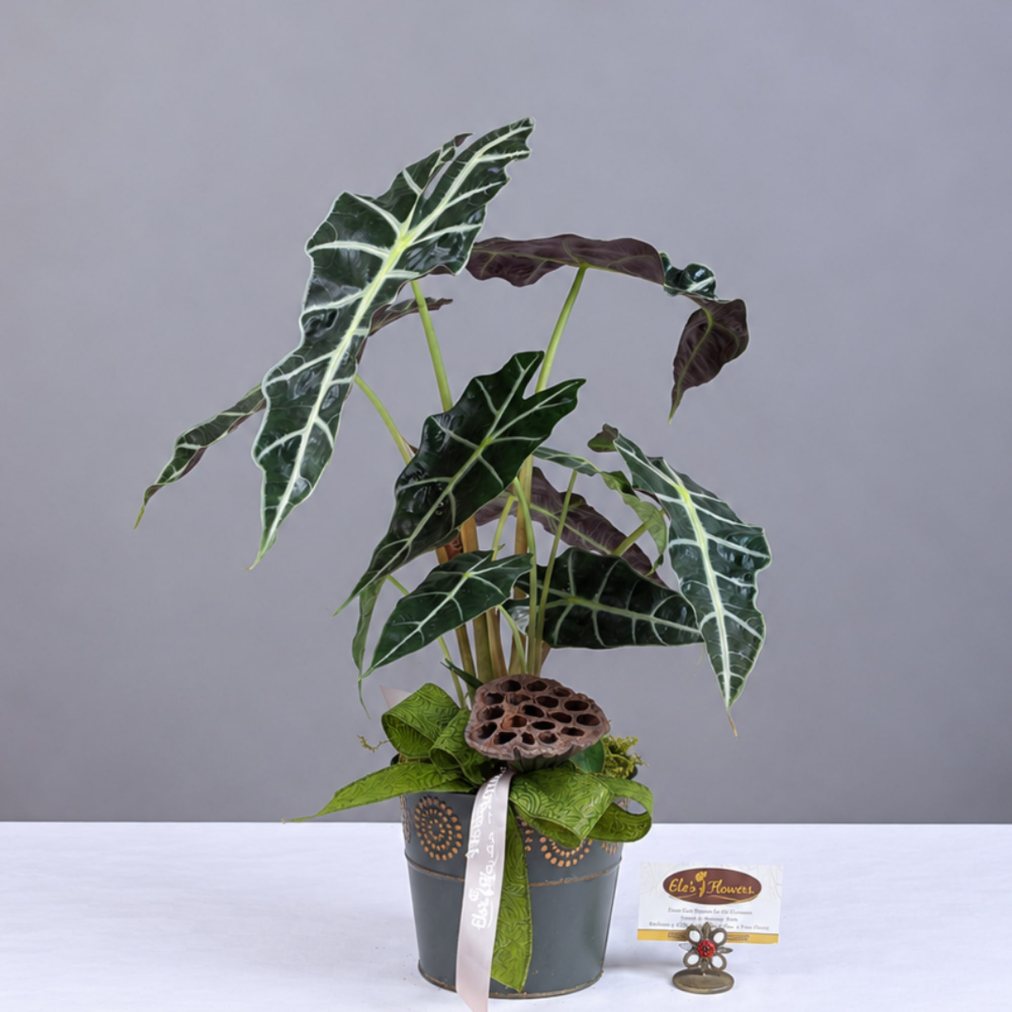 Potted alocasia plant with dark patterned leaves in a decorative container