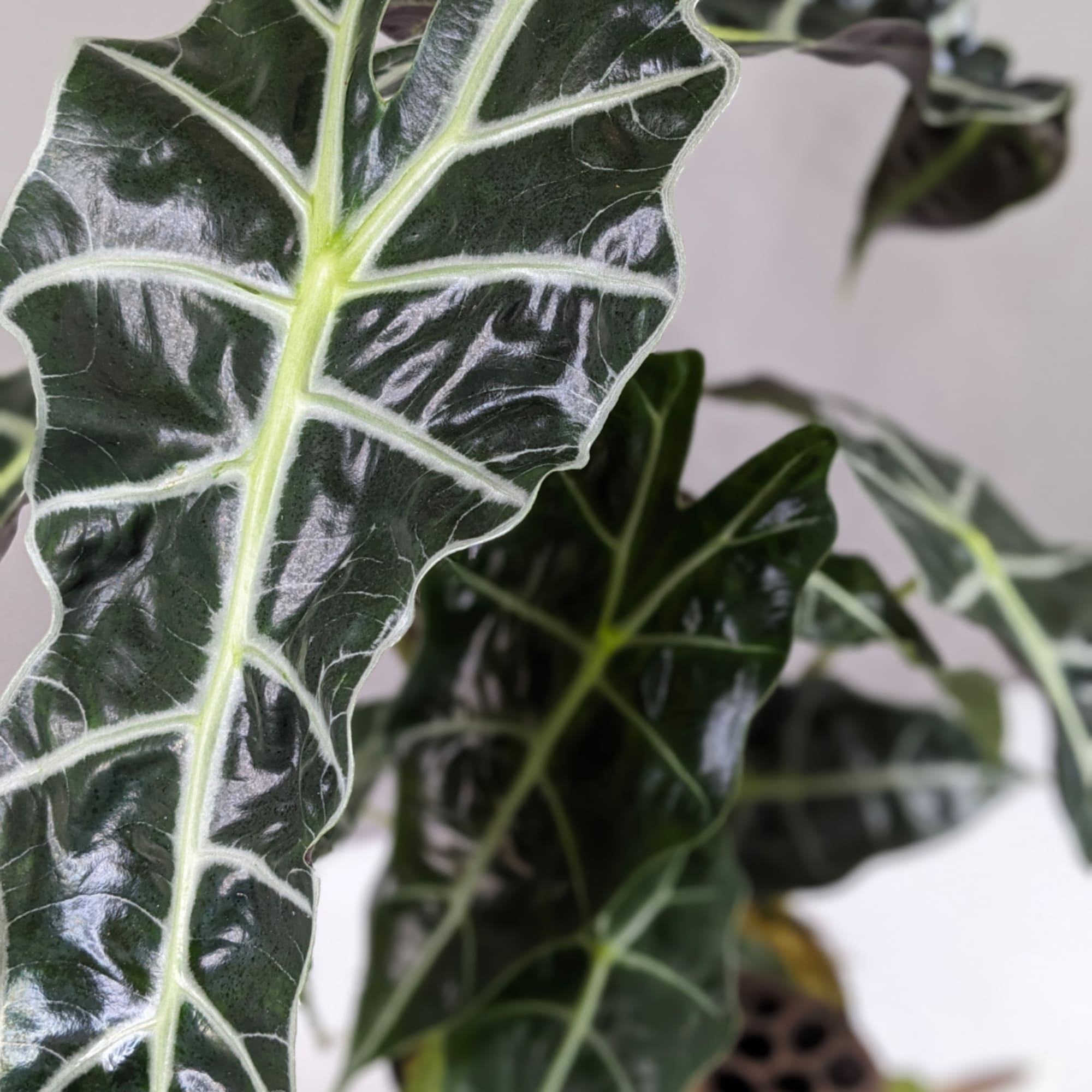 Close-up of a potted plant with dark green, veined leaves