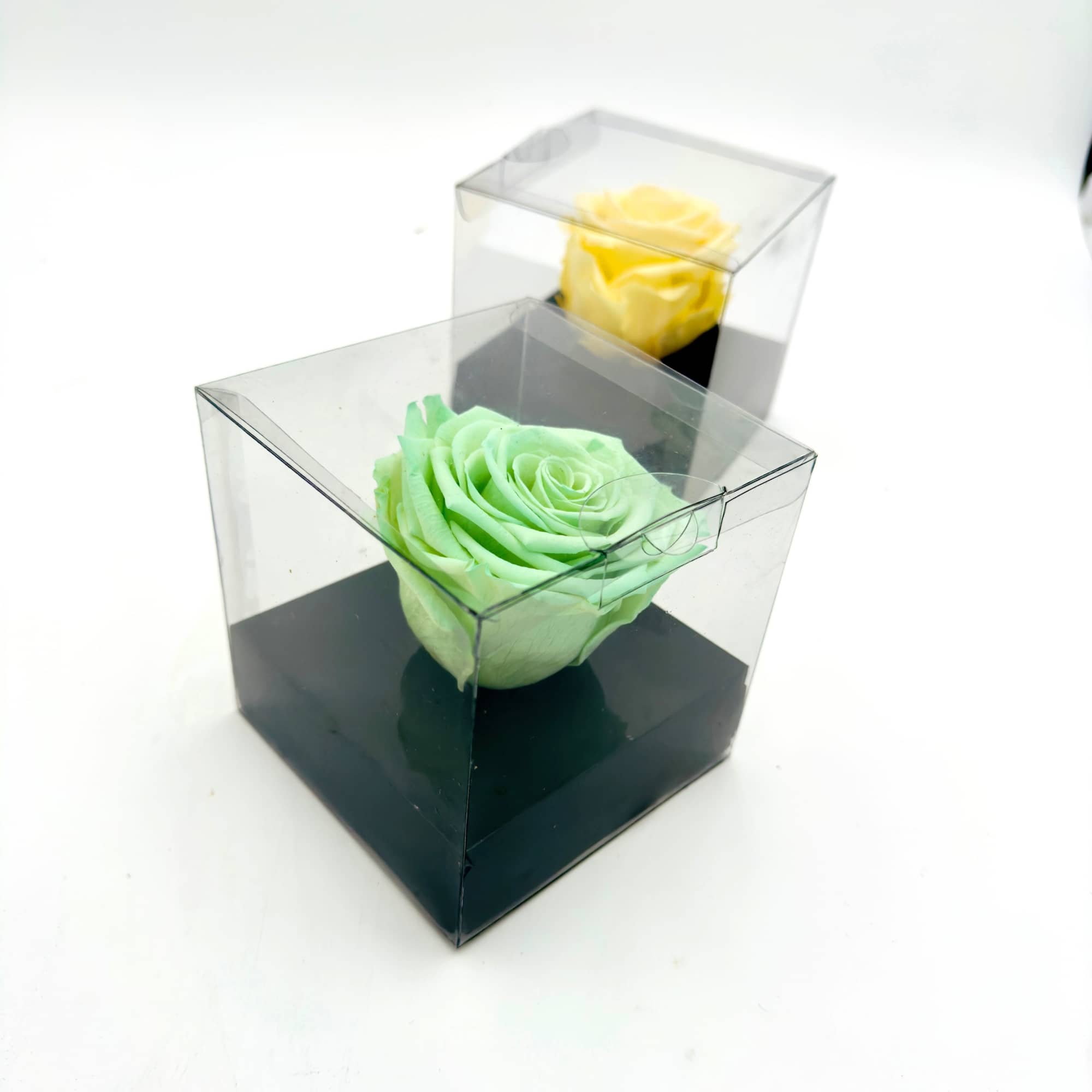 Two single roses in clear cube boxes with black bases, one mint green and one yellow.