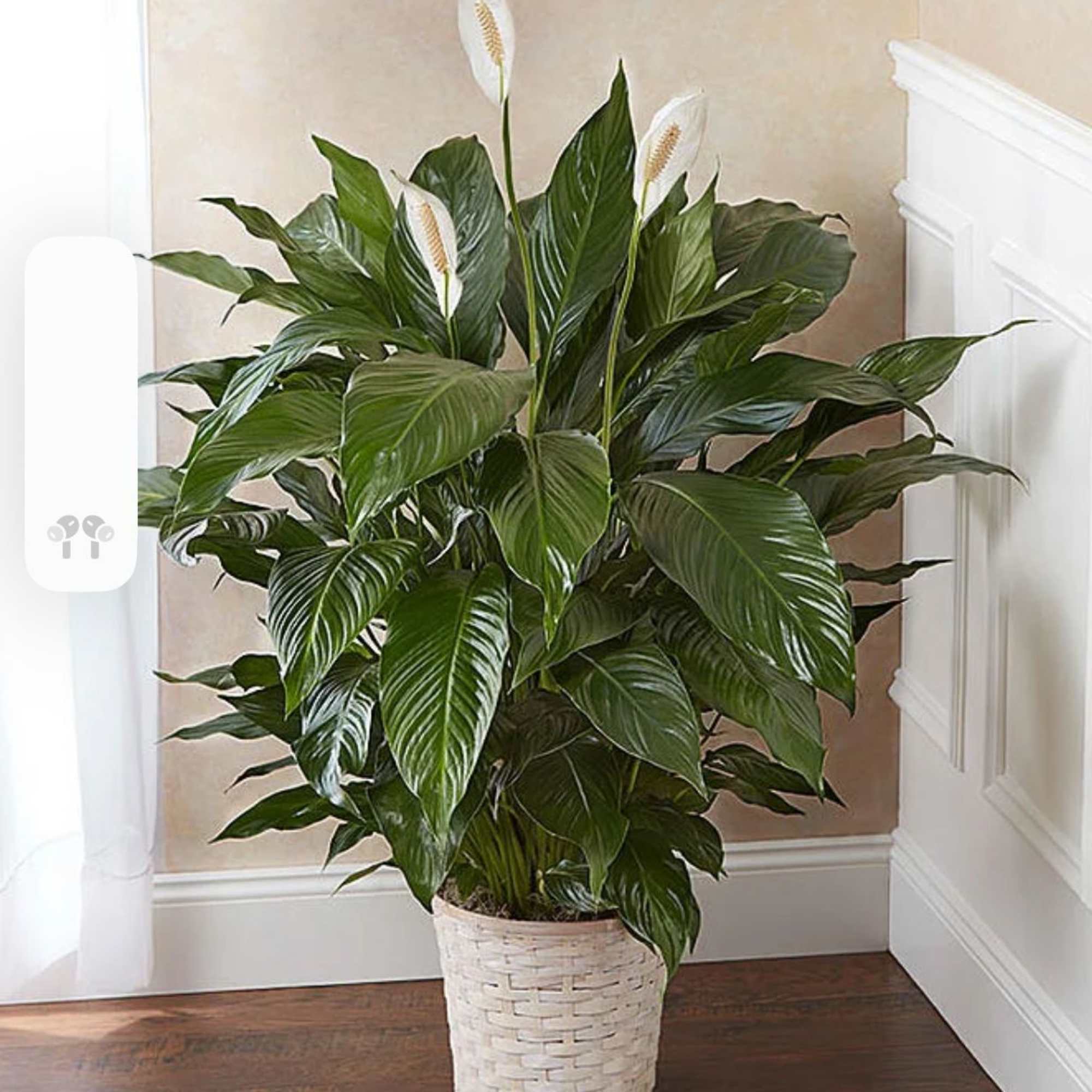 Large peace lily plant with white blooms in a white woven basket