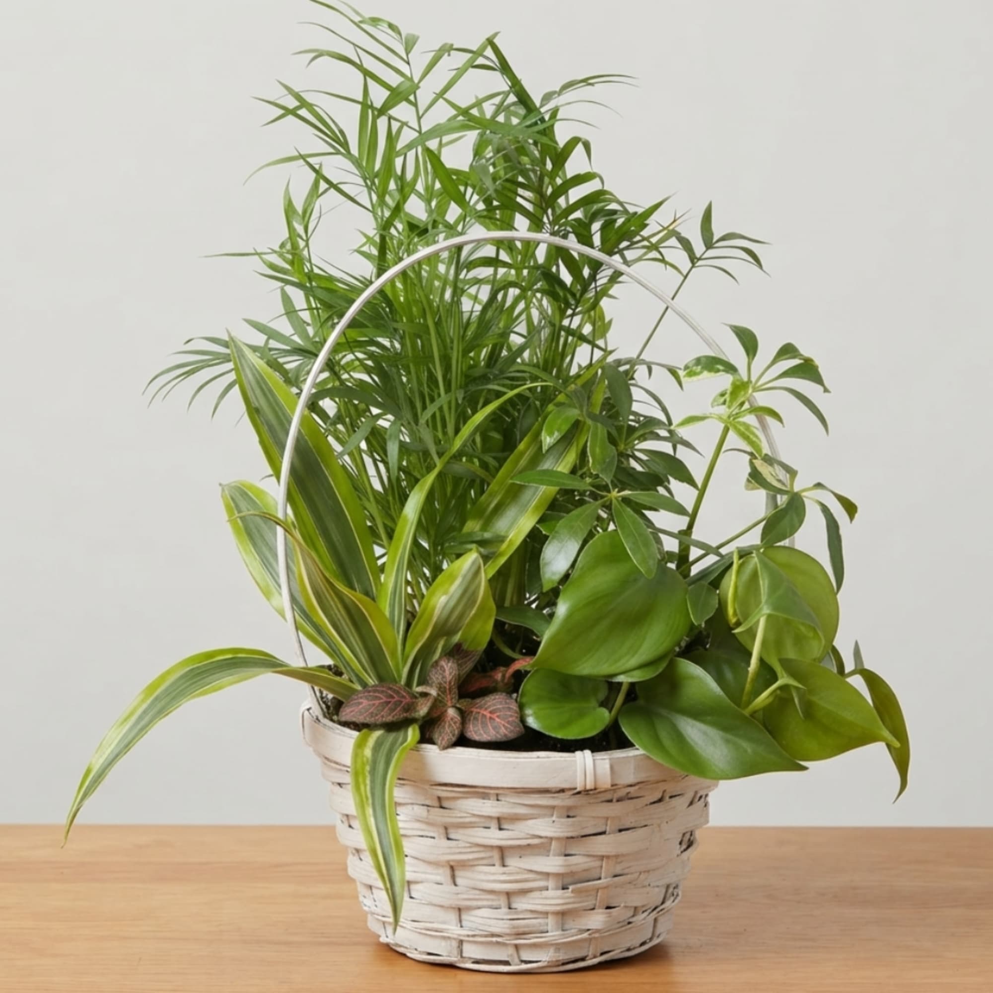 Mixed green houseplants in a white wicker basket on a table