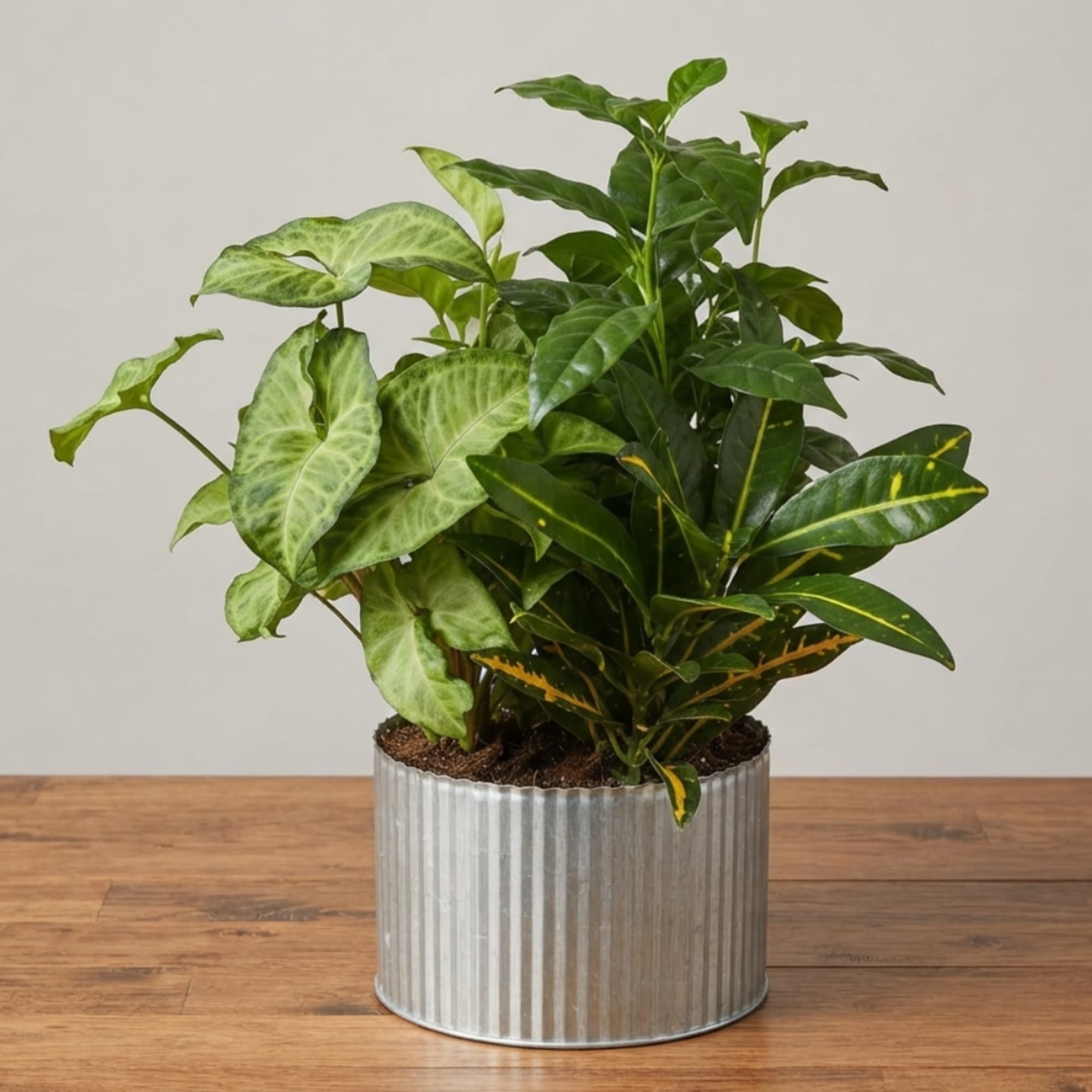 Potted green houseplant in a ribbed metal container