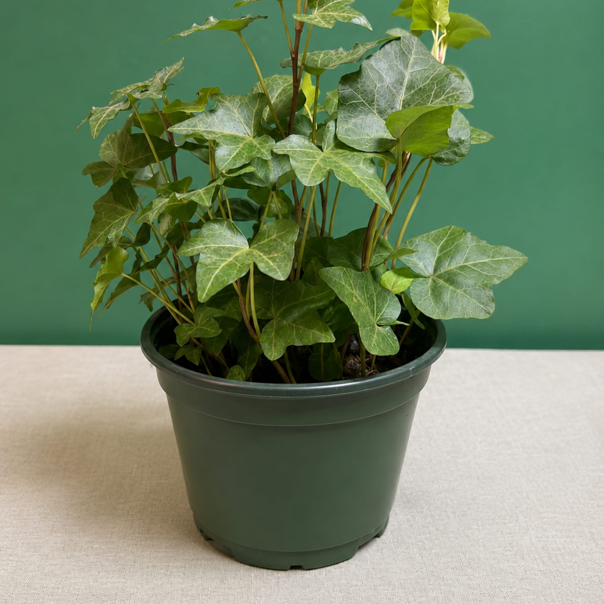 Lush, trailing variegated leaves give this English Ivy plant a timeless, green