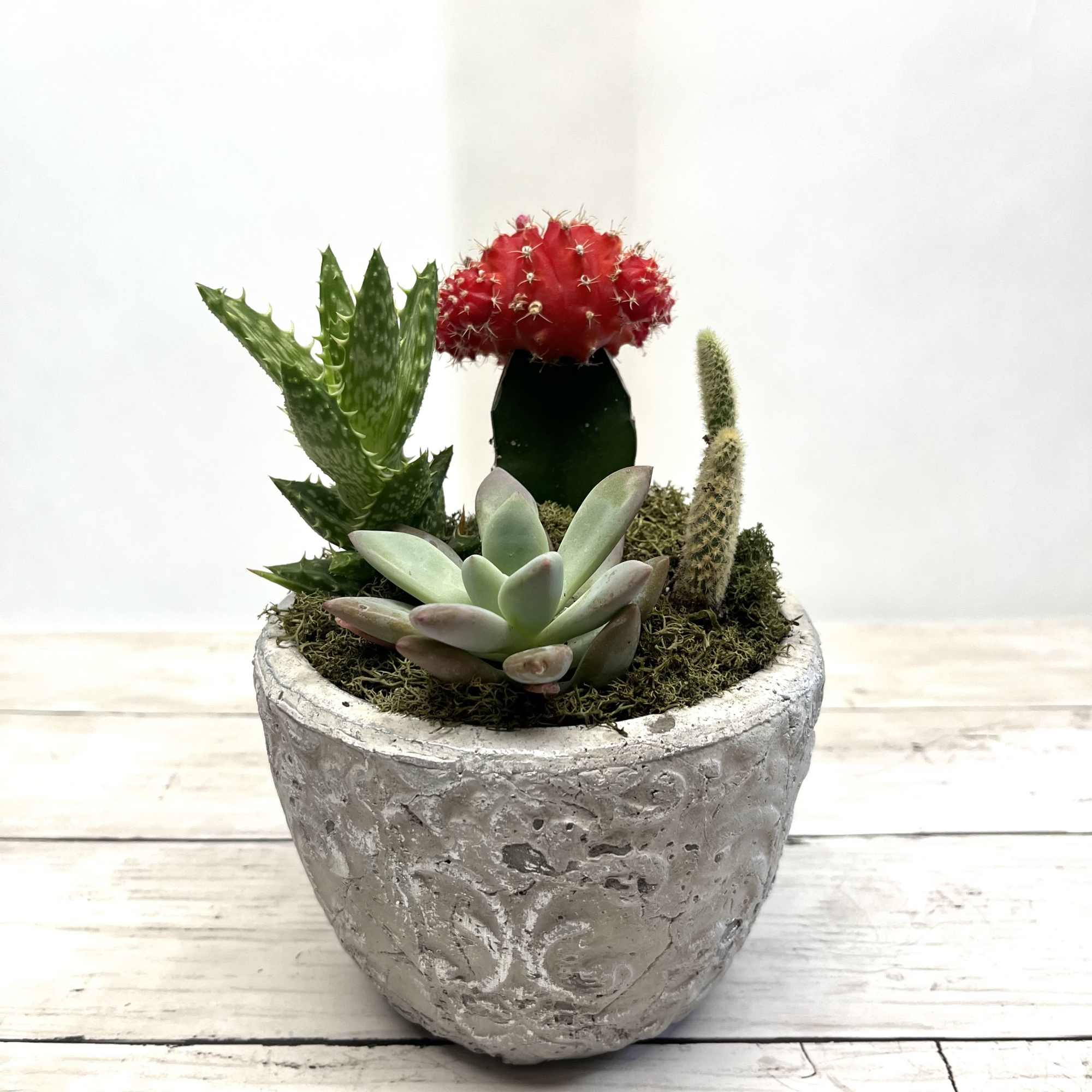 Succulent arrangement in a textured gray pot with a red cactus centerpiece