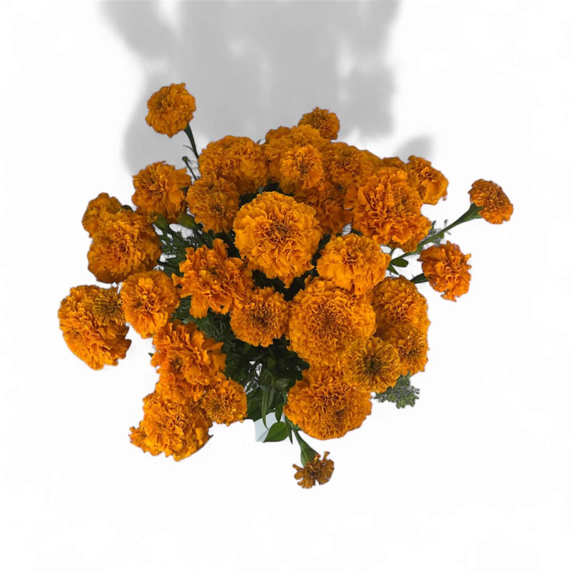 Bouquet of orange marigolds on a white background