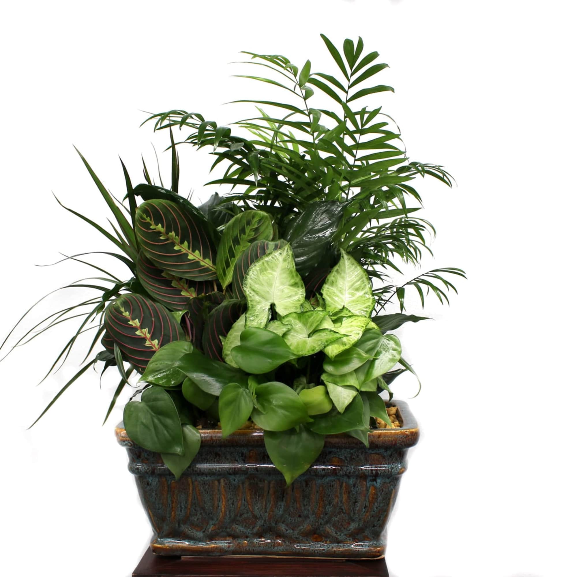 Mixed green houseplants in a rectangular ceramic planter