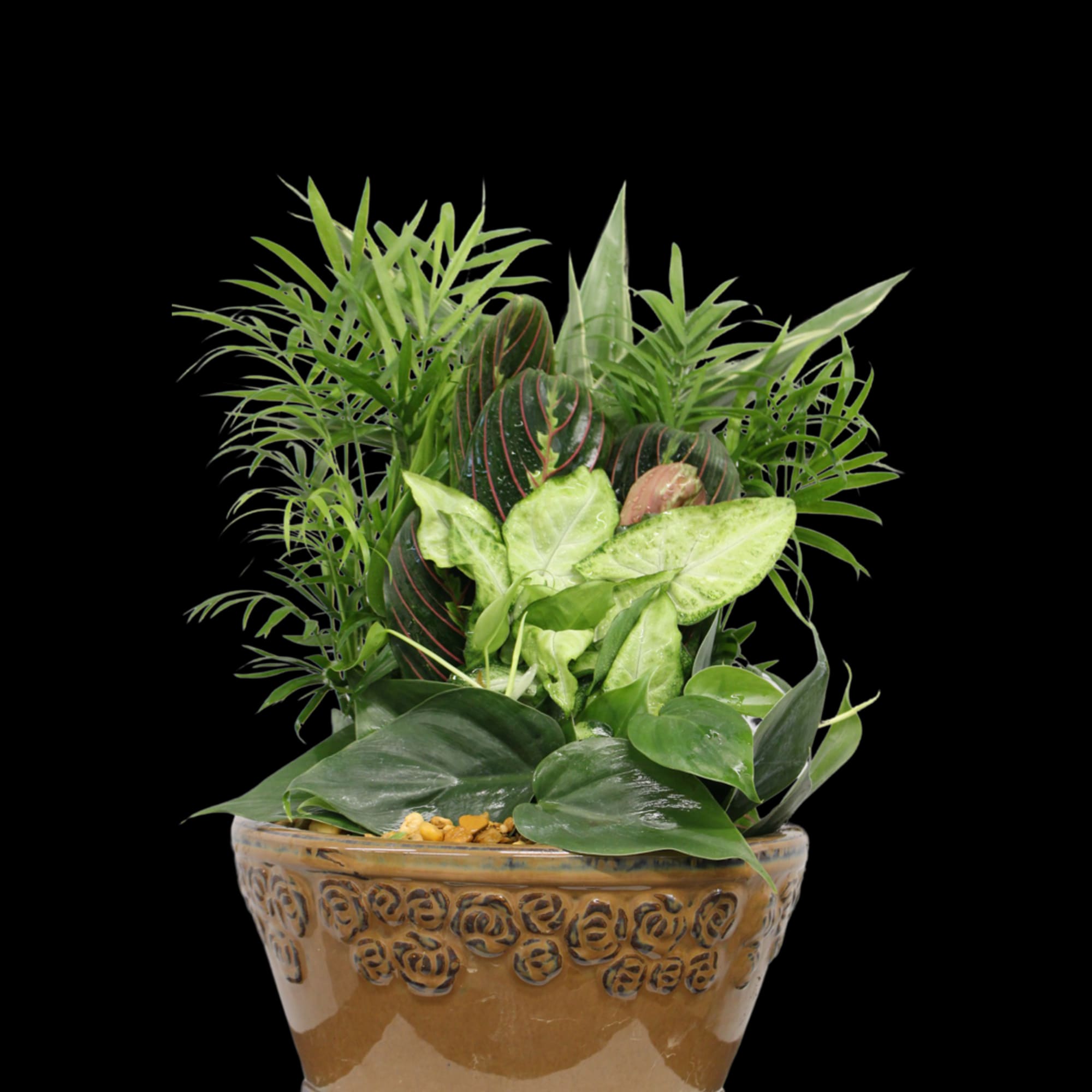 Mixed green houseplants arranged in a decorative ceramic pot.