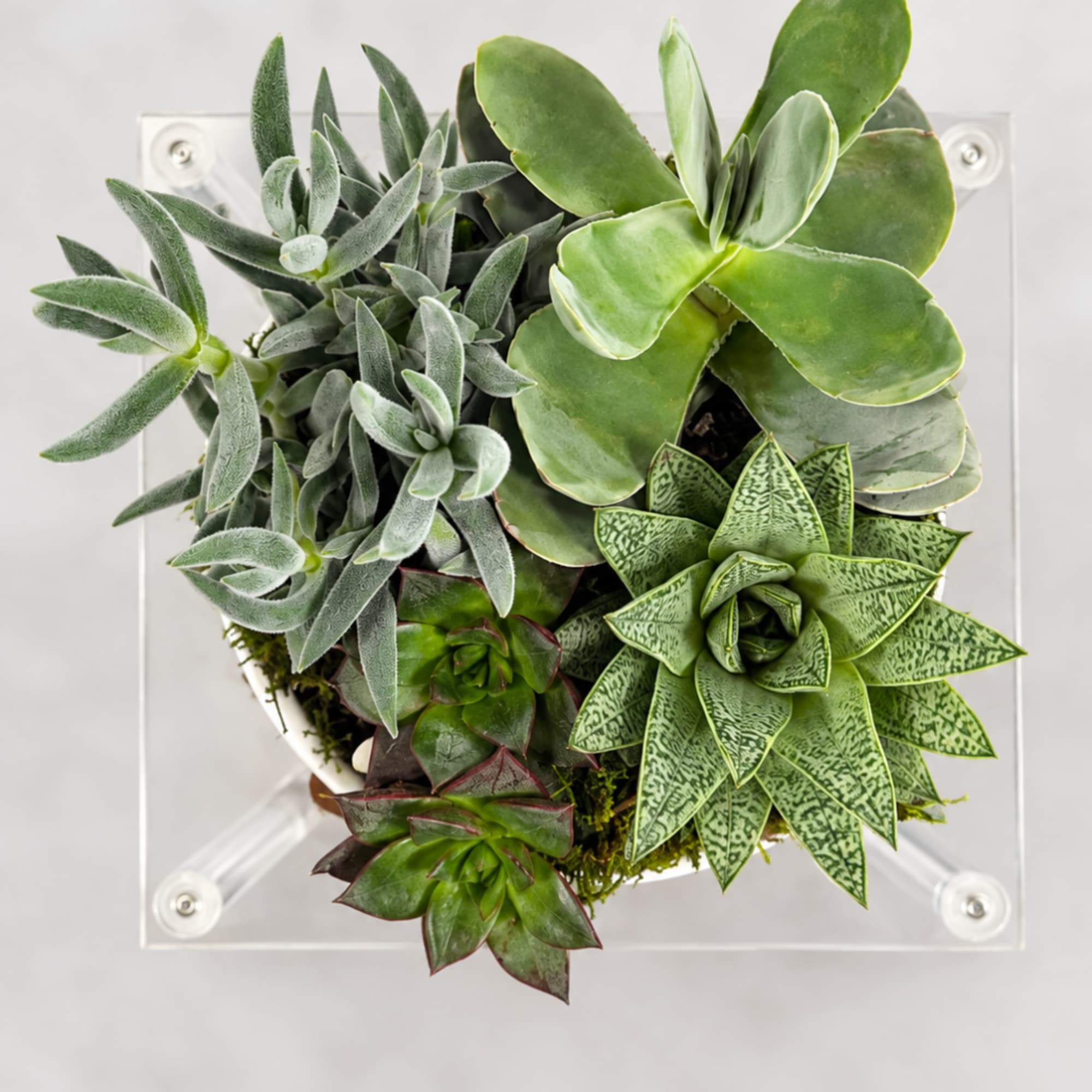 Assorted succulents arranged in a square wall planter