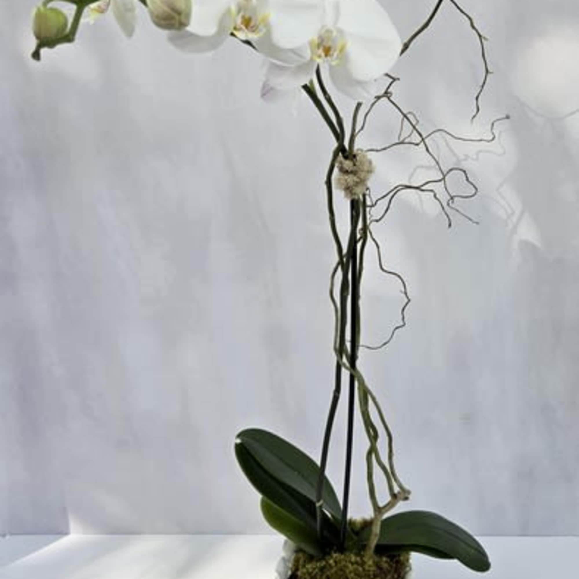 Tall white phalaenopsis orchid plant in a textured white pot with moss.