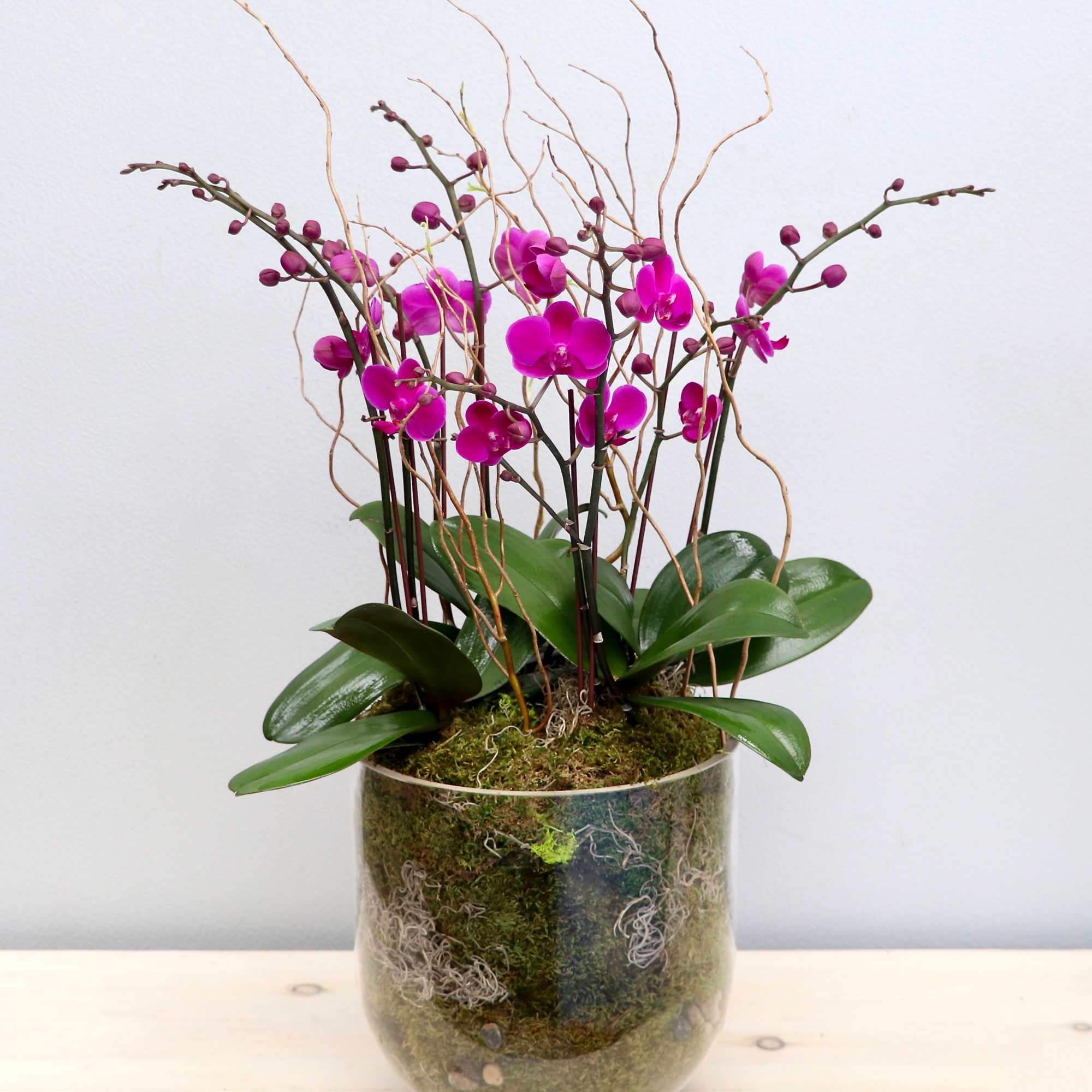 Tall arrangement of purple orchids in a clear glass vase filled with moss