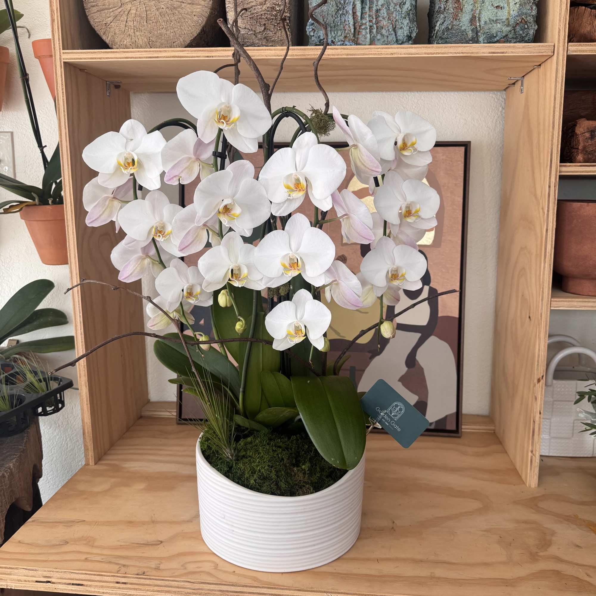 White orchid plant in a white pot with moss