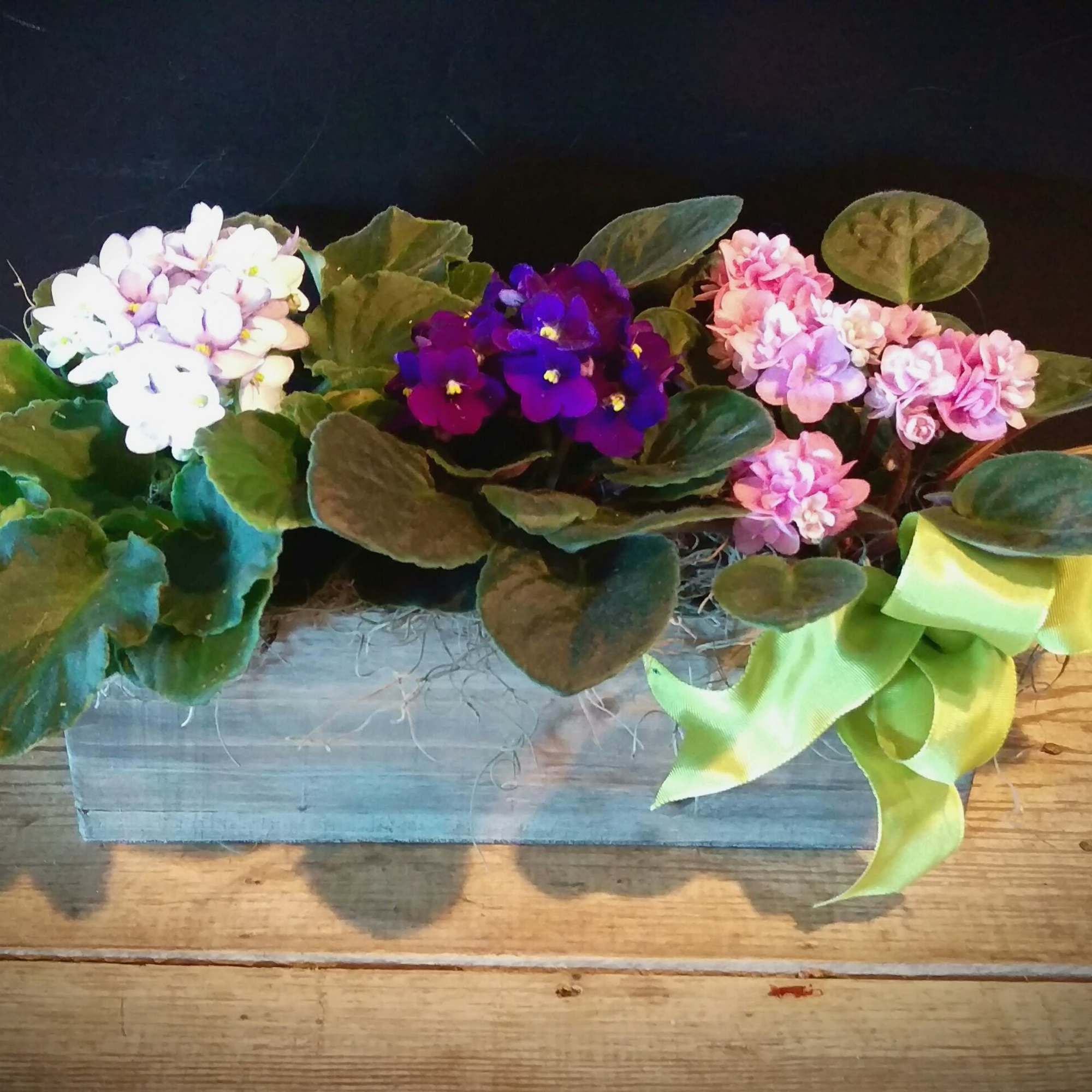 Three small flowering plants in a rectangular wooden planter with a lime ribbon