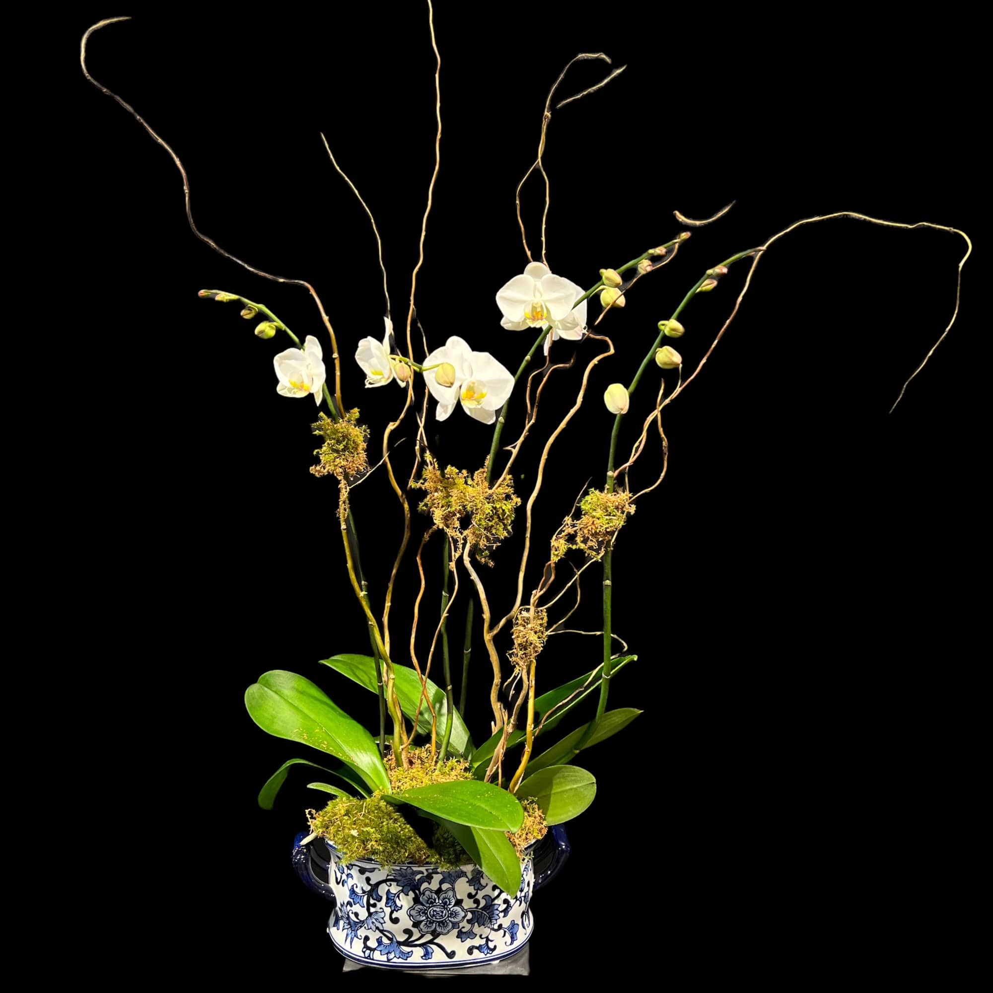 White orchids arranged in a blue-and-white ceramic planter